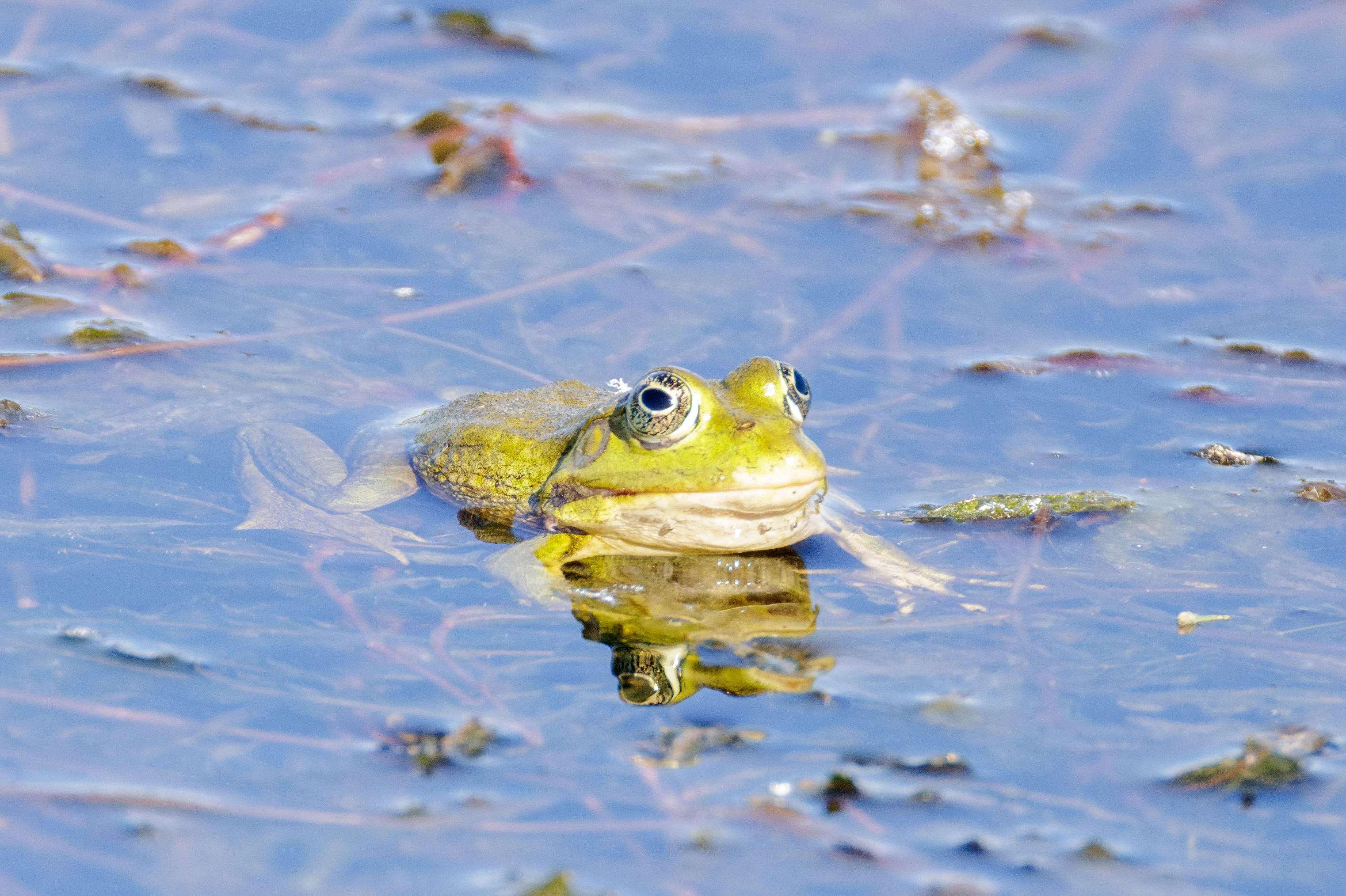 Frog, Danube Delta, Romania — photo by Orlando Prugel-Bennett
