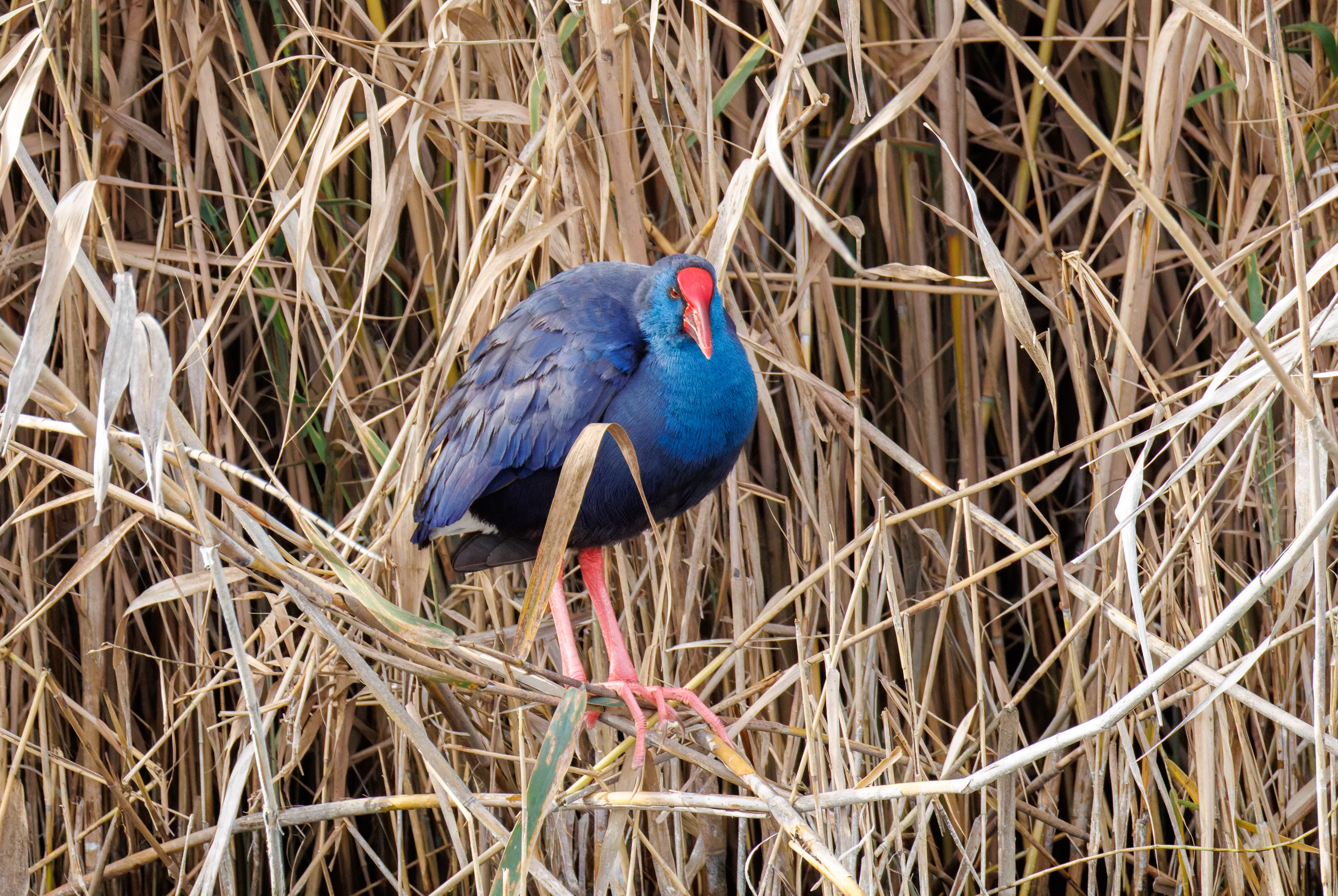 Western Swamphen, El Hondo, Spain — photo by Orlando Prugel-Bennett