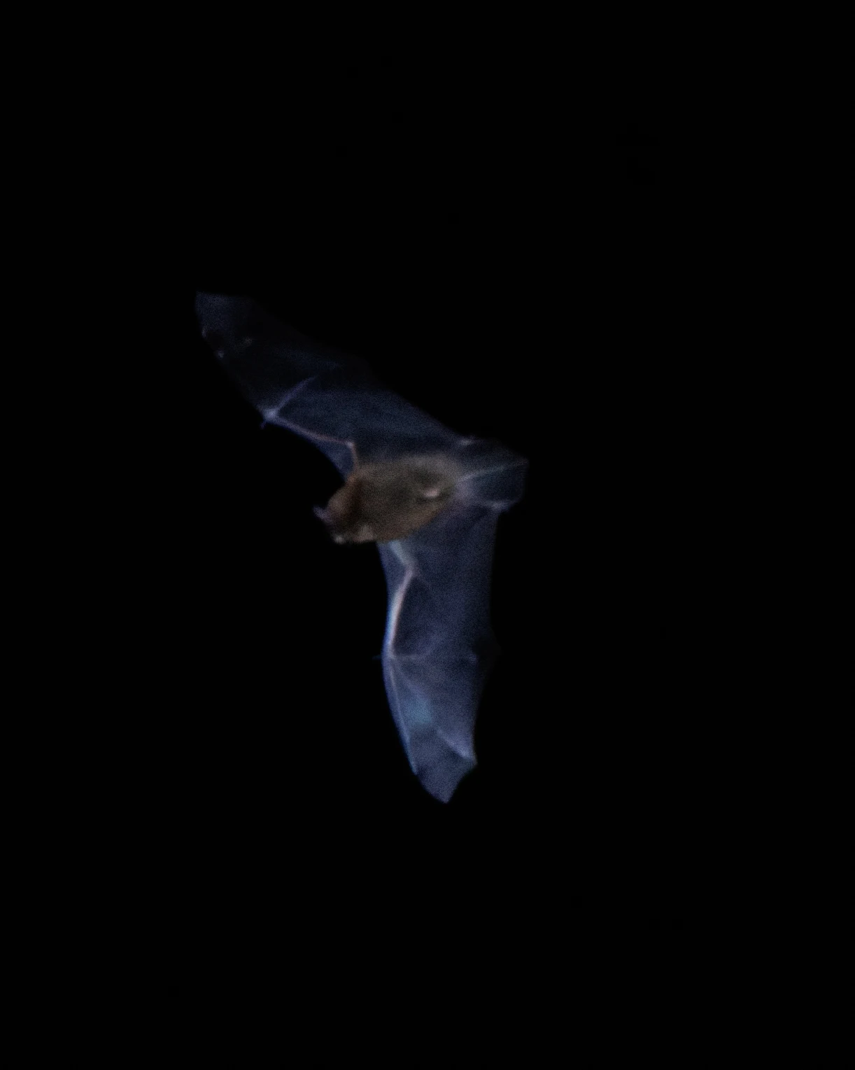 Pipistrelle bat, Eling, Hampshire, UK — photo by Orlando Prugel-Bennett