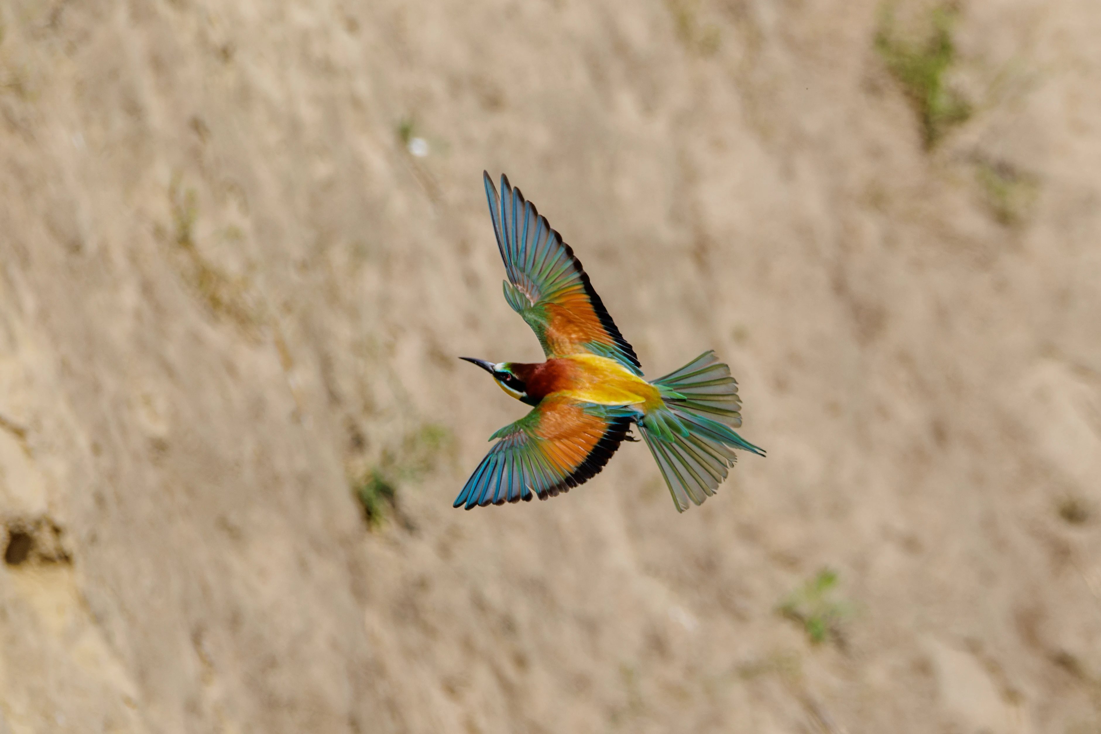 European Bee-eater in flight, Romanian Steppe, Romania — photo by Orlando Prugel-Bennett