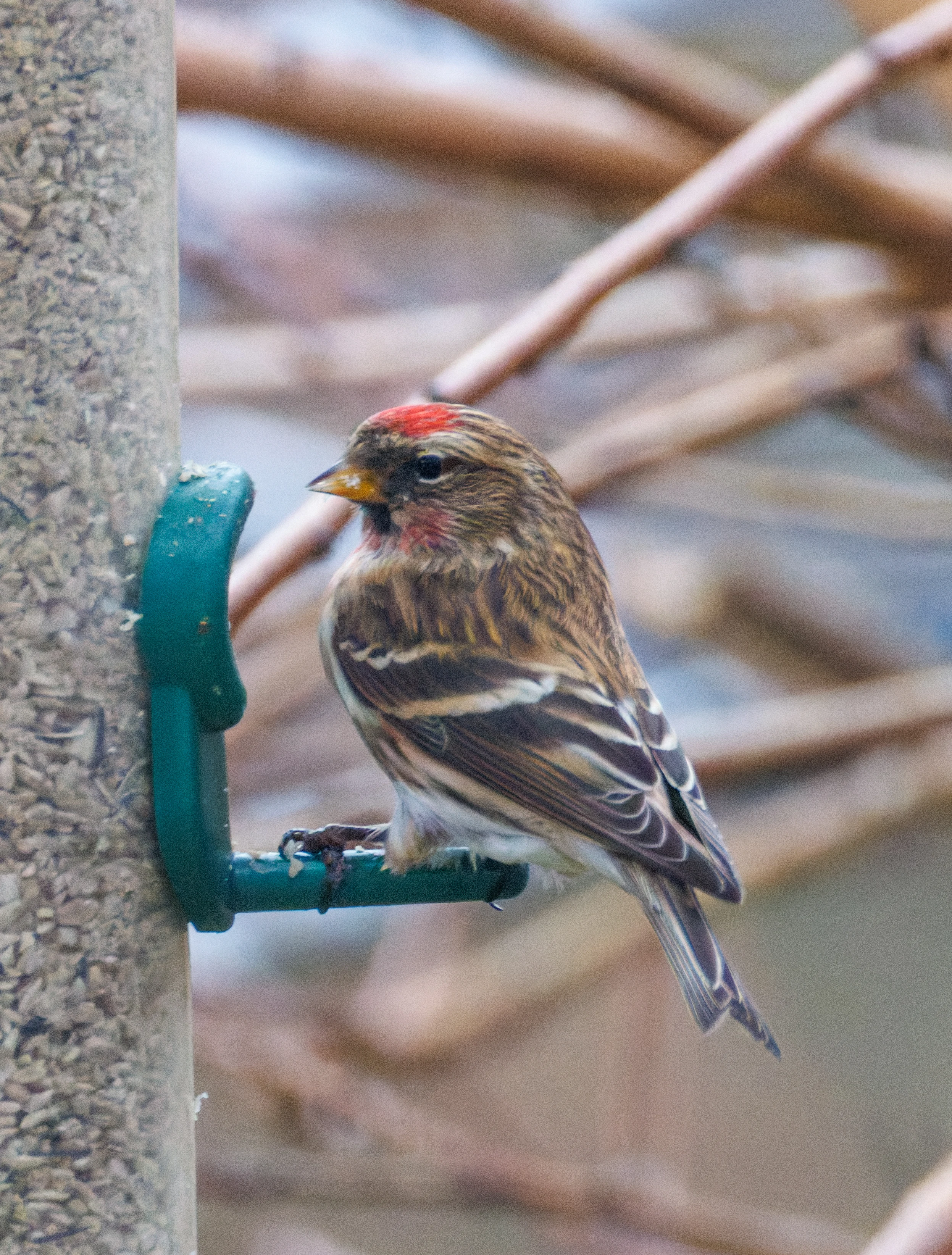 Lesser Redpoll, Eling, Hampshire, UK — photo by Orlando Prugel-Bennett