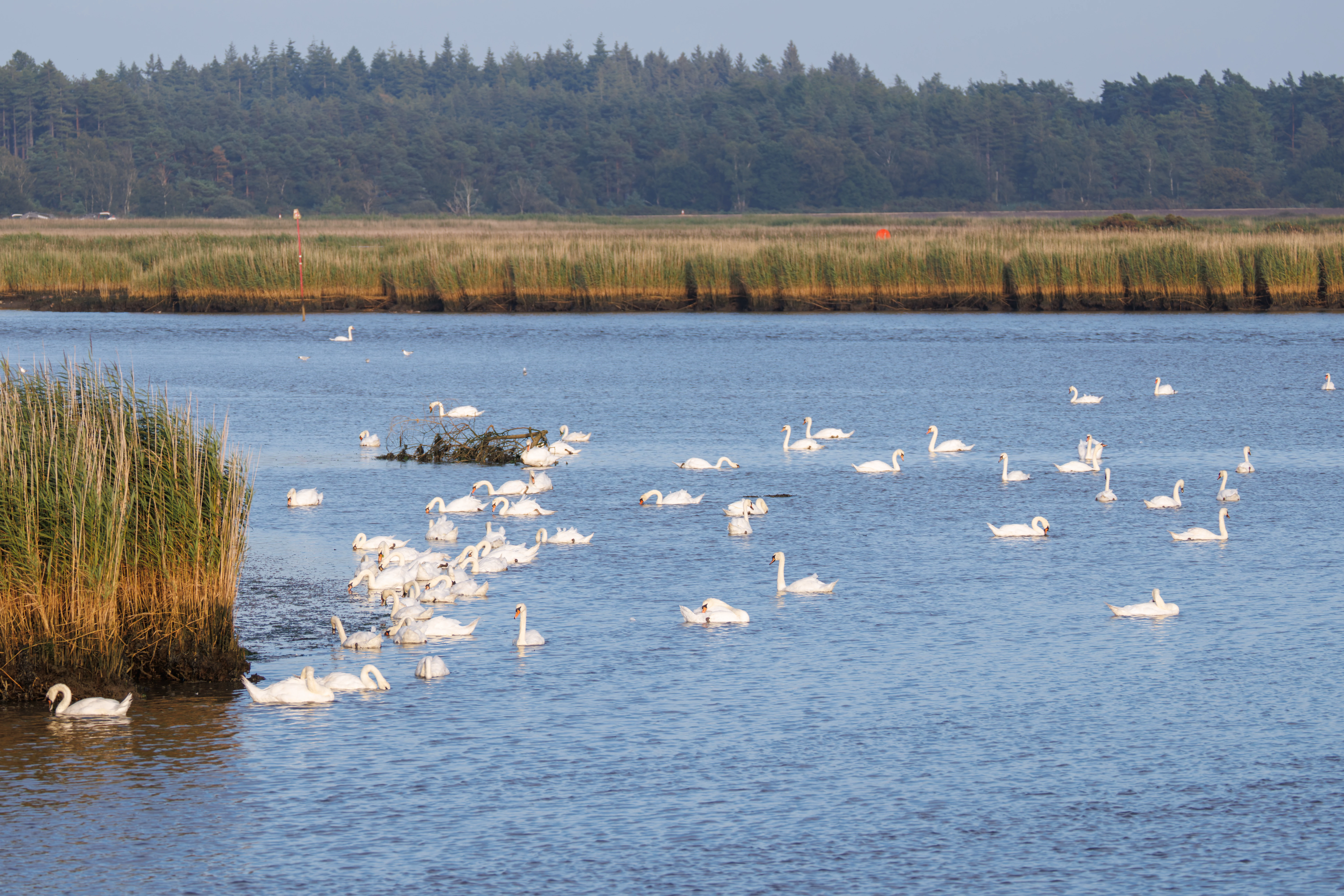 Mute Swans in Poole Harbour, Poole Harbour, Poole, Dorset, UK — photo by Orlando Prugel-Bennett