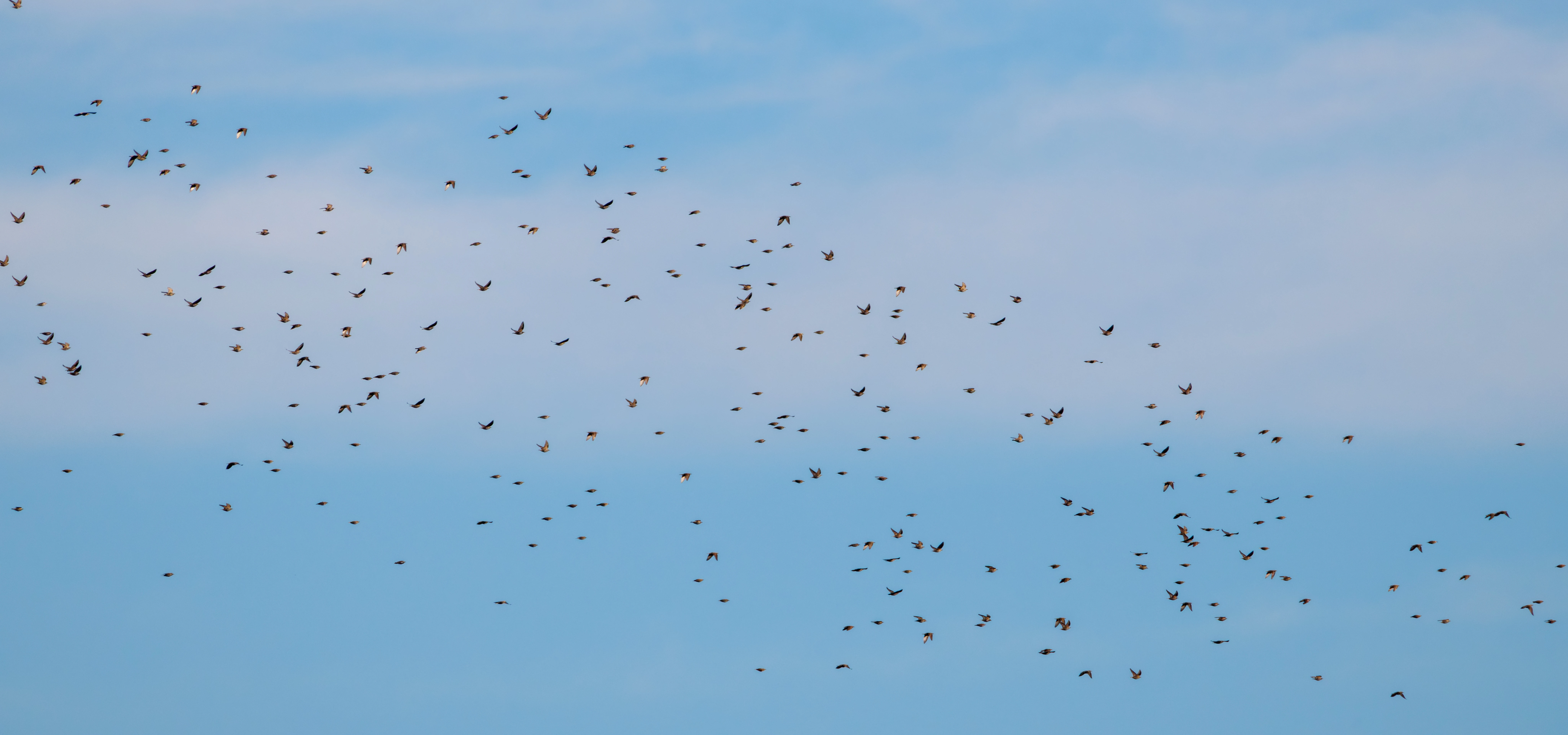Birds in flight, El Hondo, Alicante, Spain — photo by Orlando Prugel-Bennett