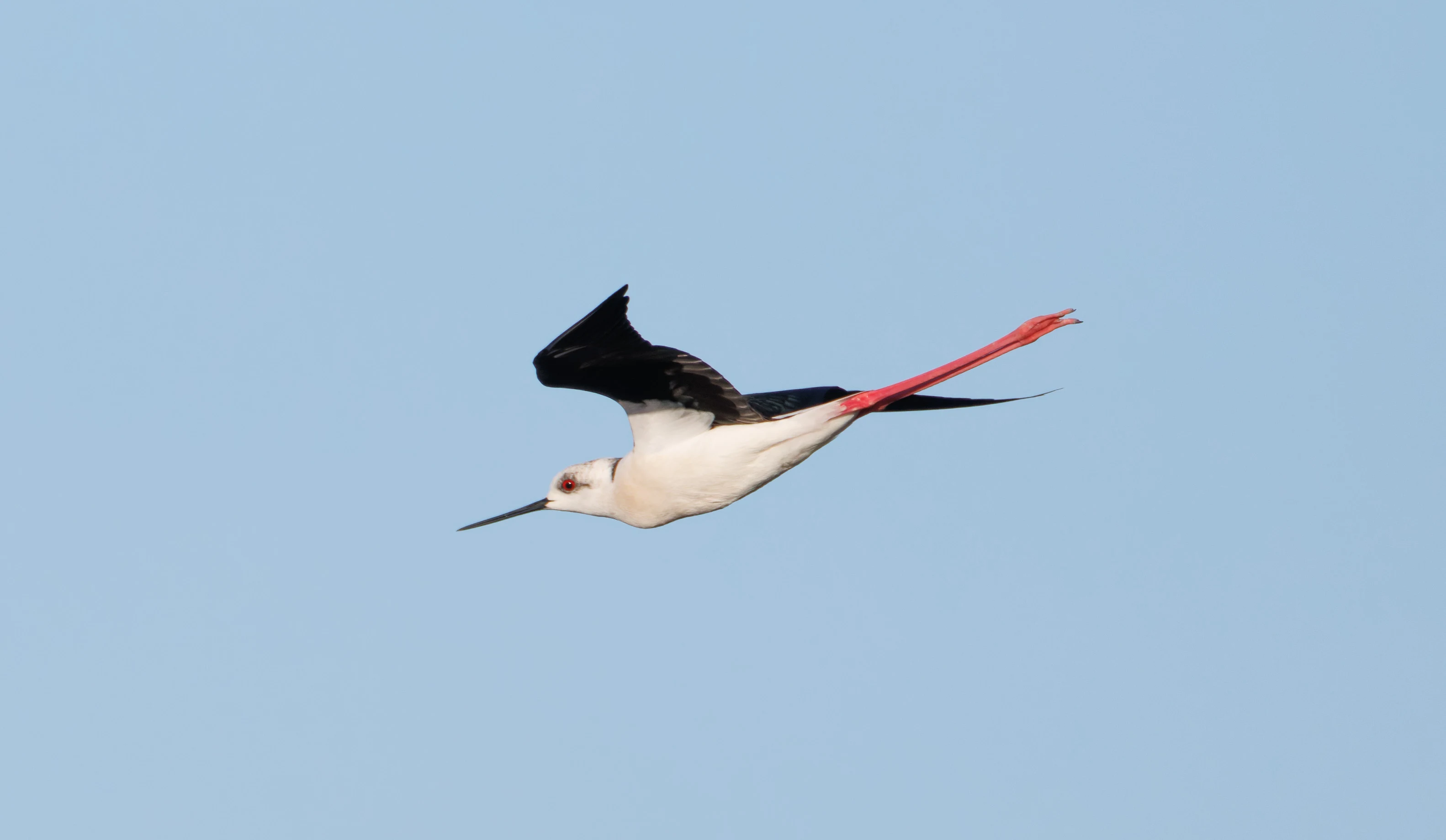Black-winged Stilt, El Hondo, Alicante, Spain — photo by Orlando Prugel-Bennett
