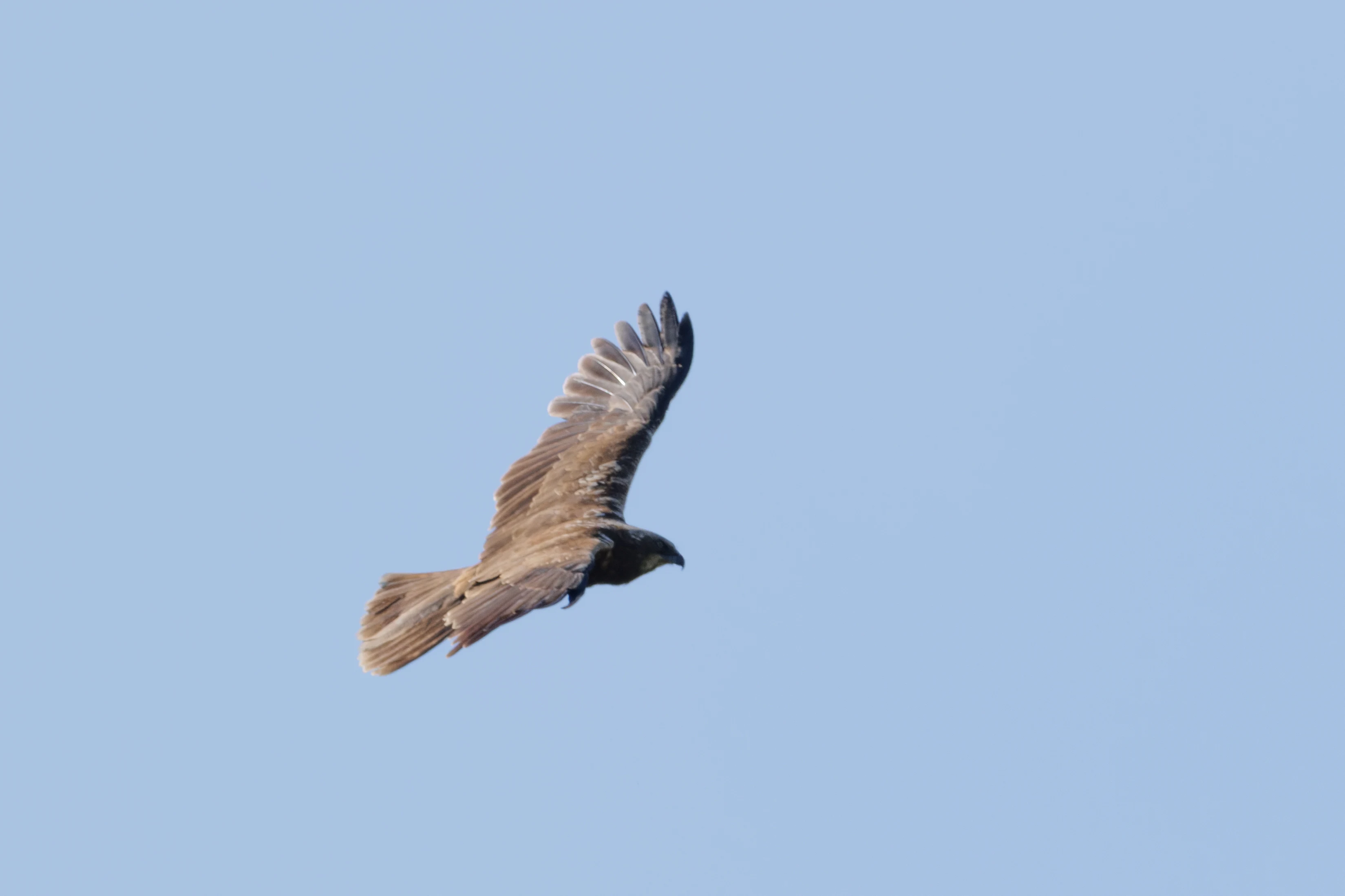 Common Buzzard, Danube Delta, Romania — photo by Orlando Prugel-Bennett
