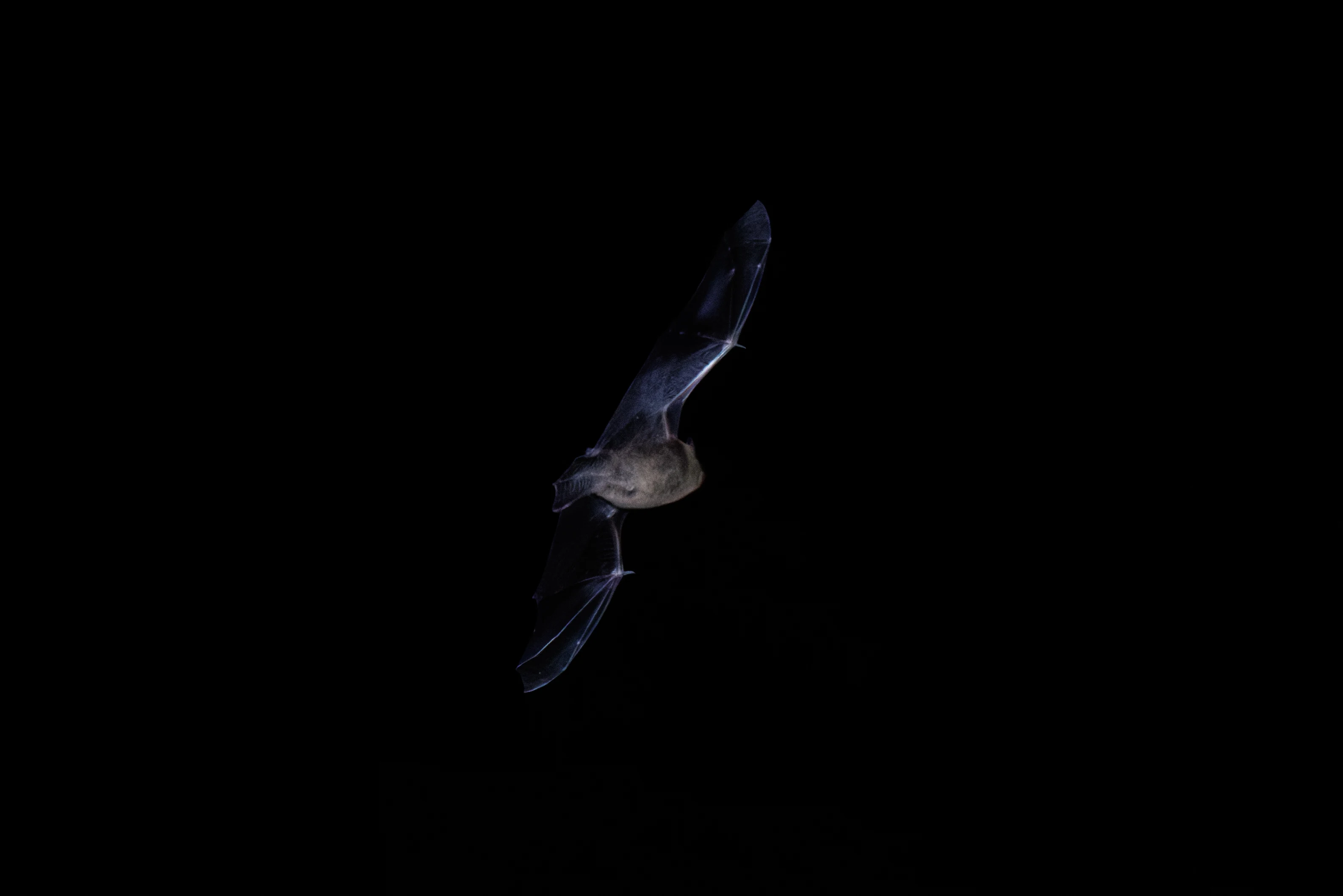 Pipistrelle bat, Eling, Hampshire, UK — photo by Orlando Prugel-Bennett