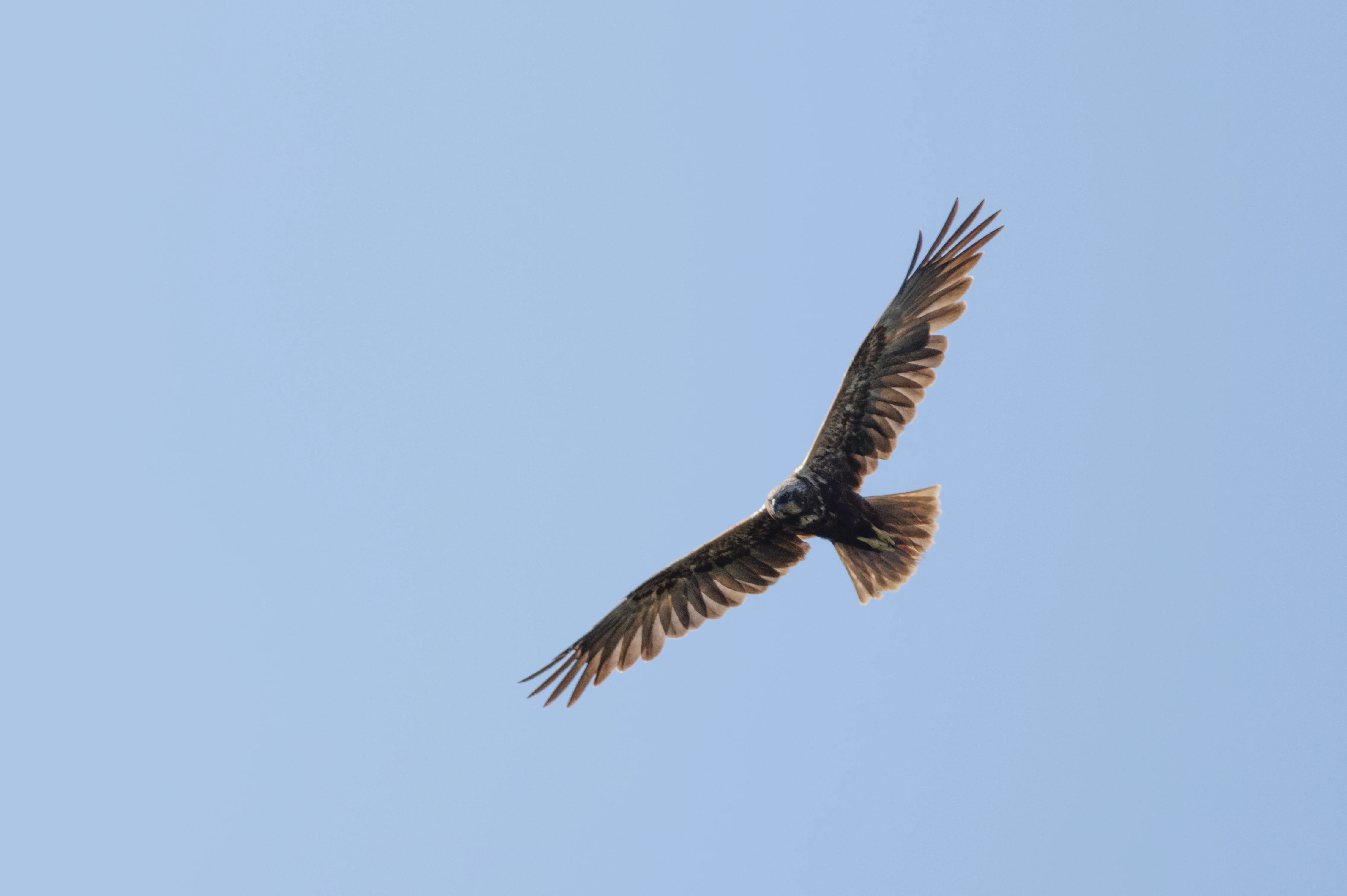 Common Buzzard, Danube Delta, Romania — photo by Orlando Prugel-Bennett
