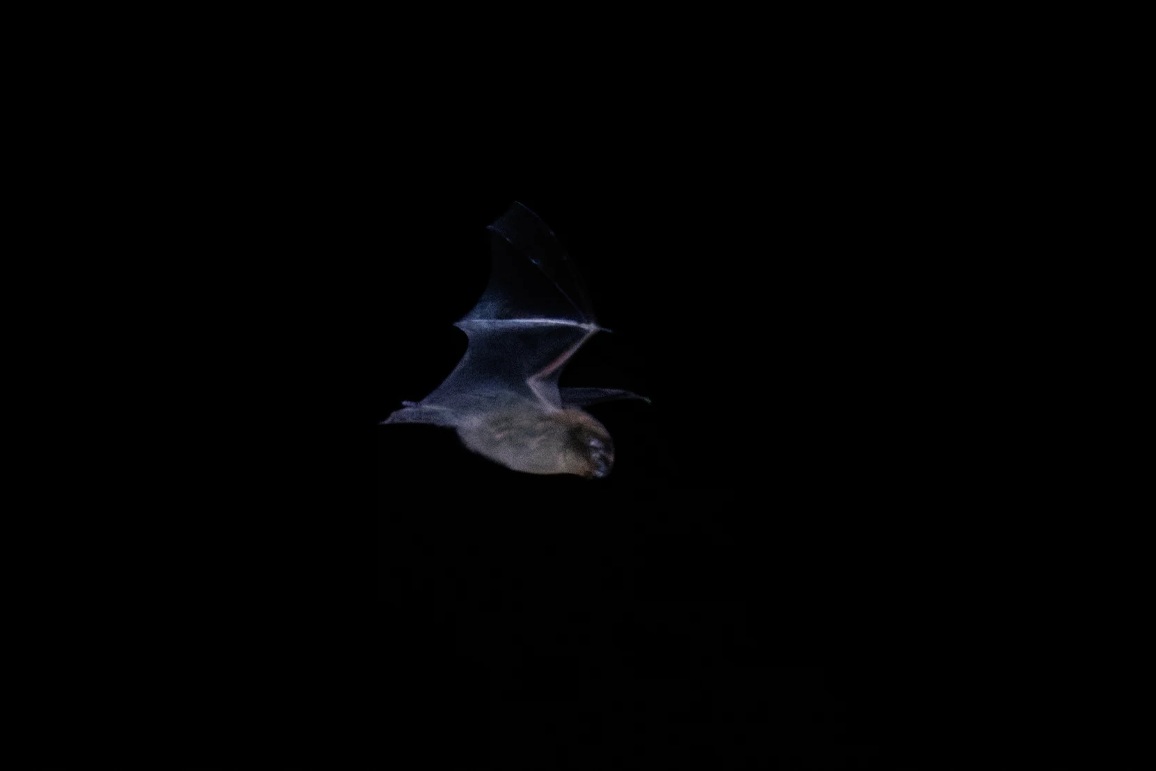 Pipistrelle bat, Eling, Hampshire, UK — photo by Orlando Prugel-Bennett