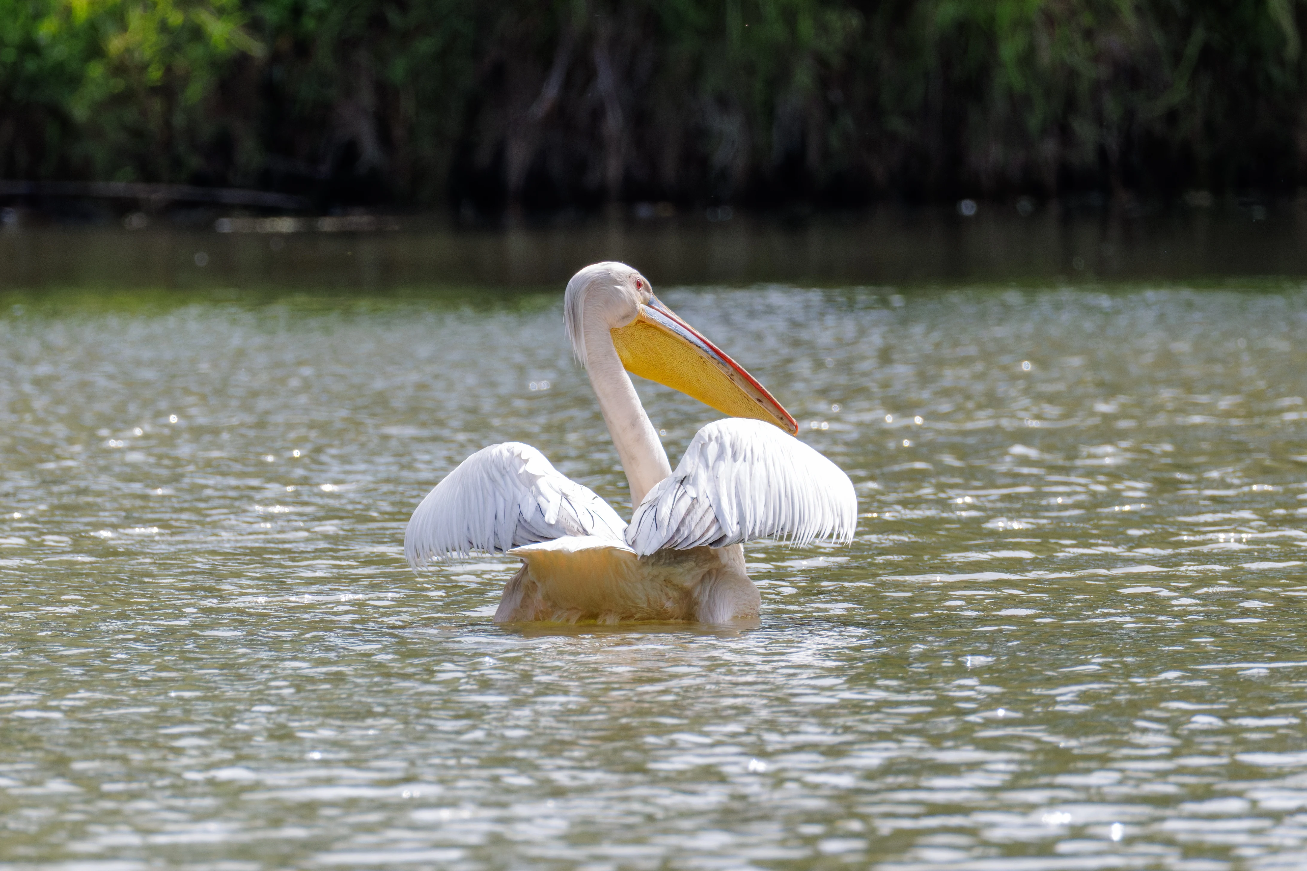 Great White Pelican, Danube Delta, Romania — photo by Orlando Prugel-Bennett