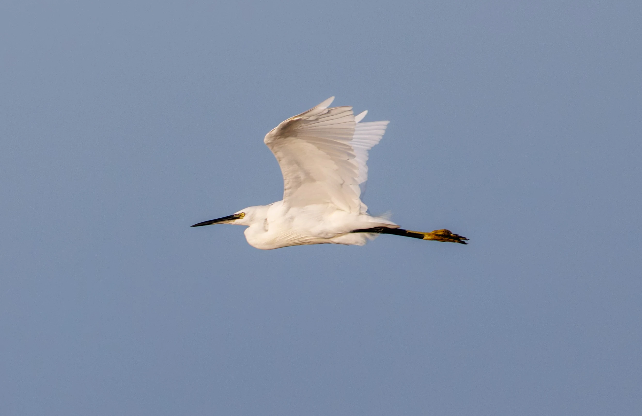 Little Egret, Poole Harbour, Poole, Dorset, UK — photo by Orlando Prugel-Bennett