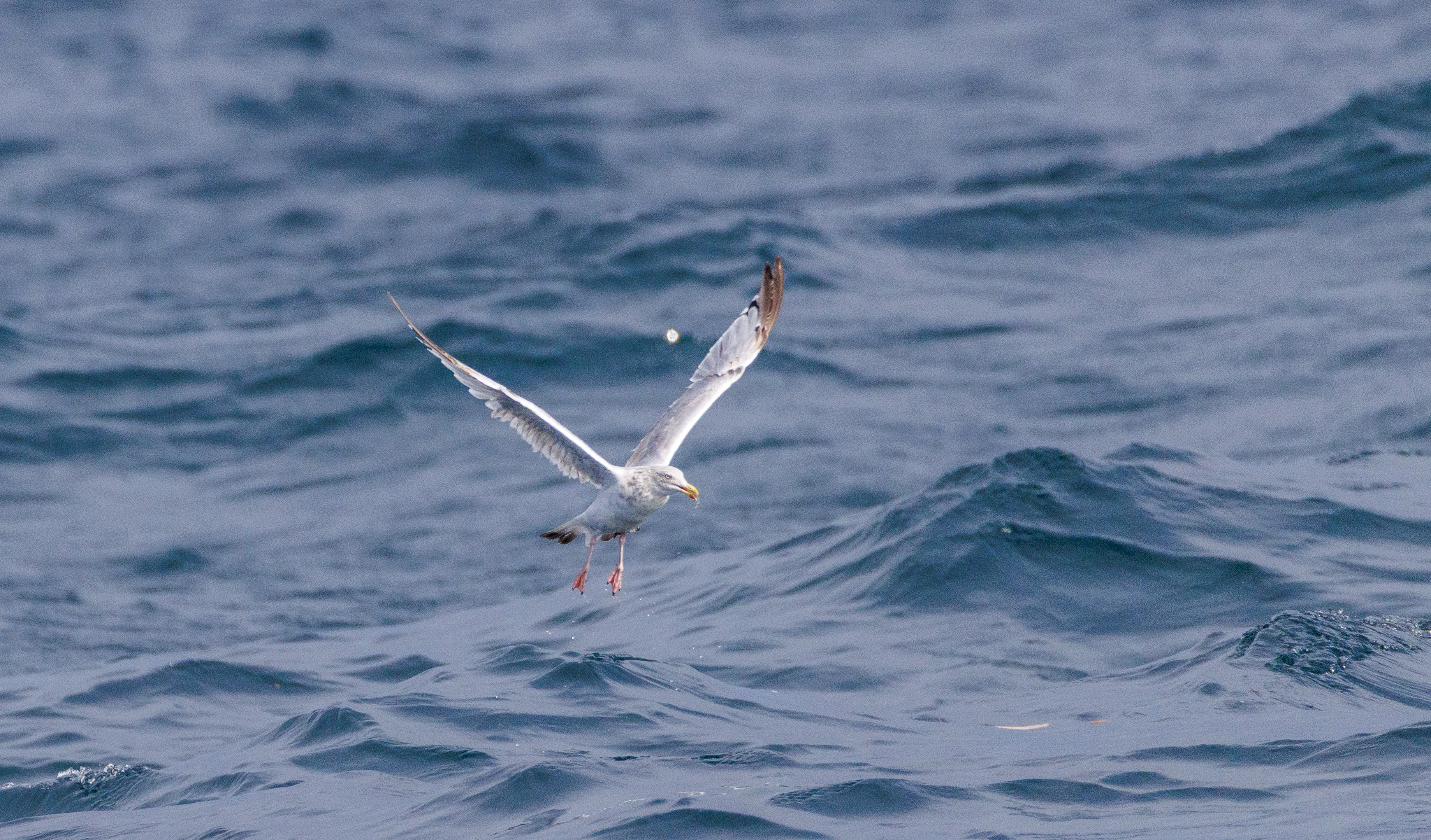 Black-headed Gull, Cornwall, UK — photo by Orlando Prugel-Bennett