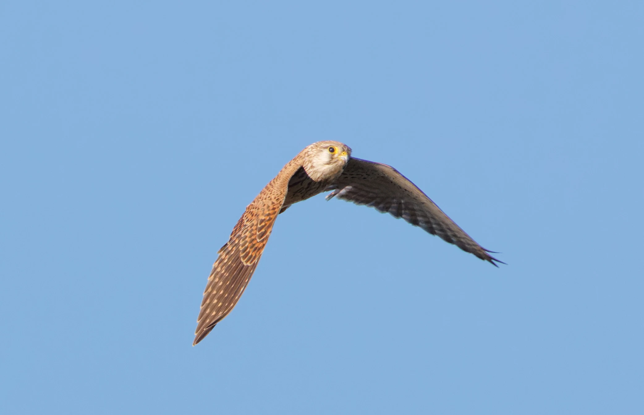 Common Kestrel, El Hondo, Alicante, Spain — photo by Orlando Prugel-Bennett