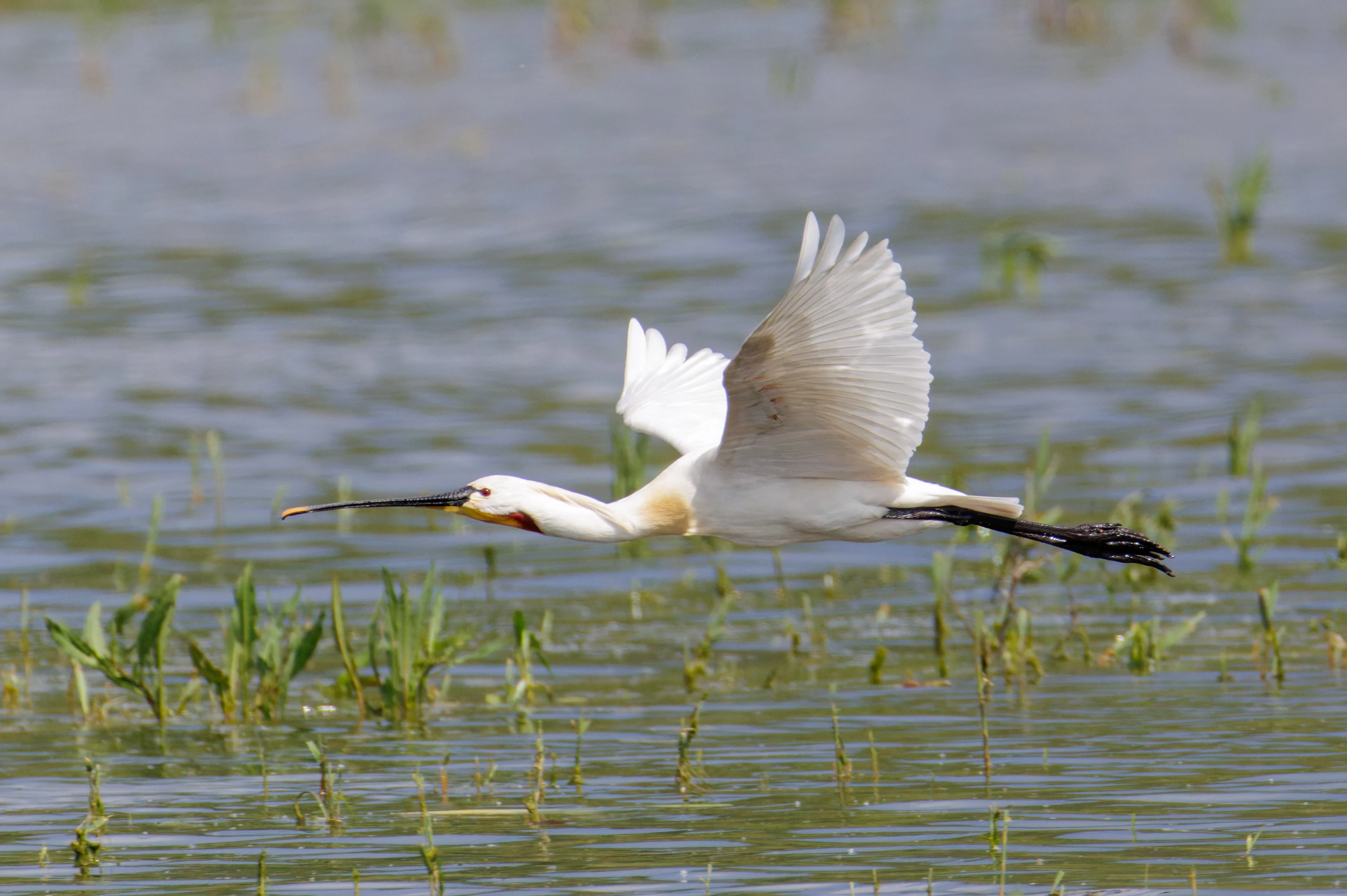 Eurasian Spoonbill in flight, Romania — photo by Orlando Prugel-Bennett