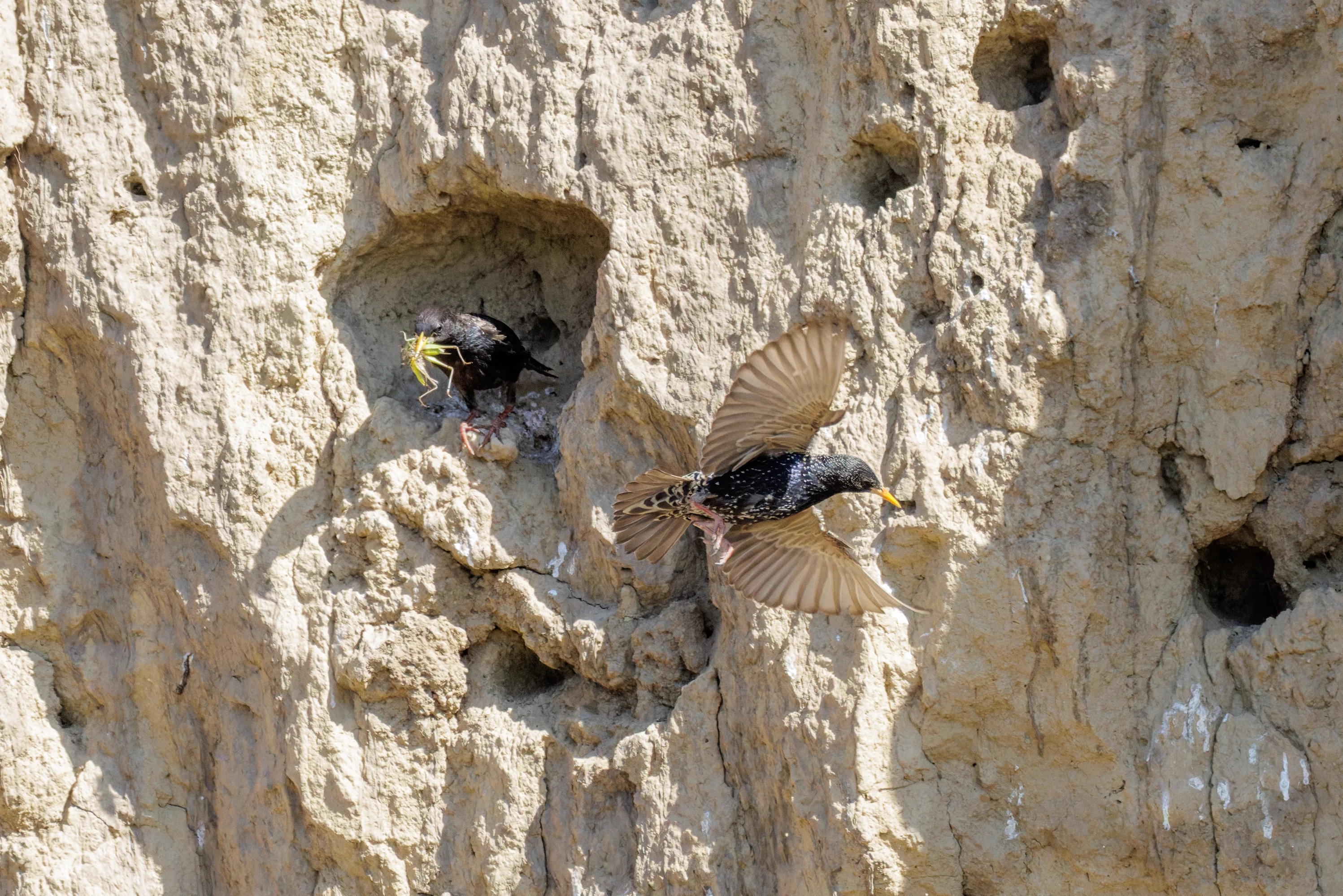 European Starling at nest cliff, Romanian Steppe, Romania — photo by Orlando Prugel-Bennett