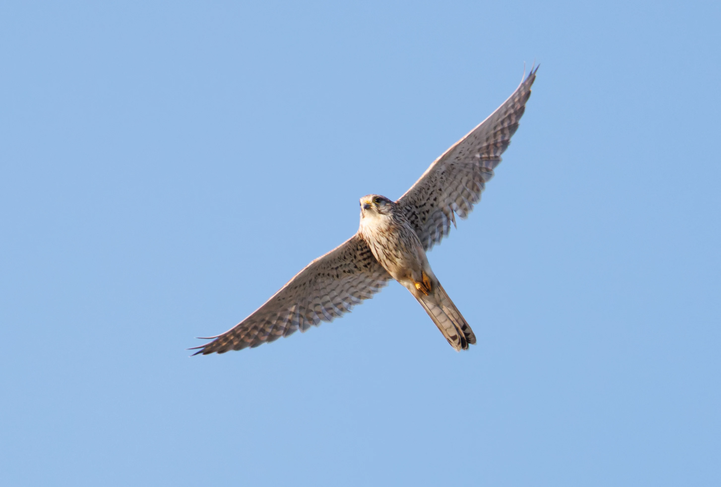 Common Kestrel, El Hondo, Alicante, Spain — photo by Orlando Prugel-Bennett