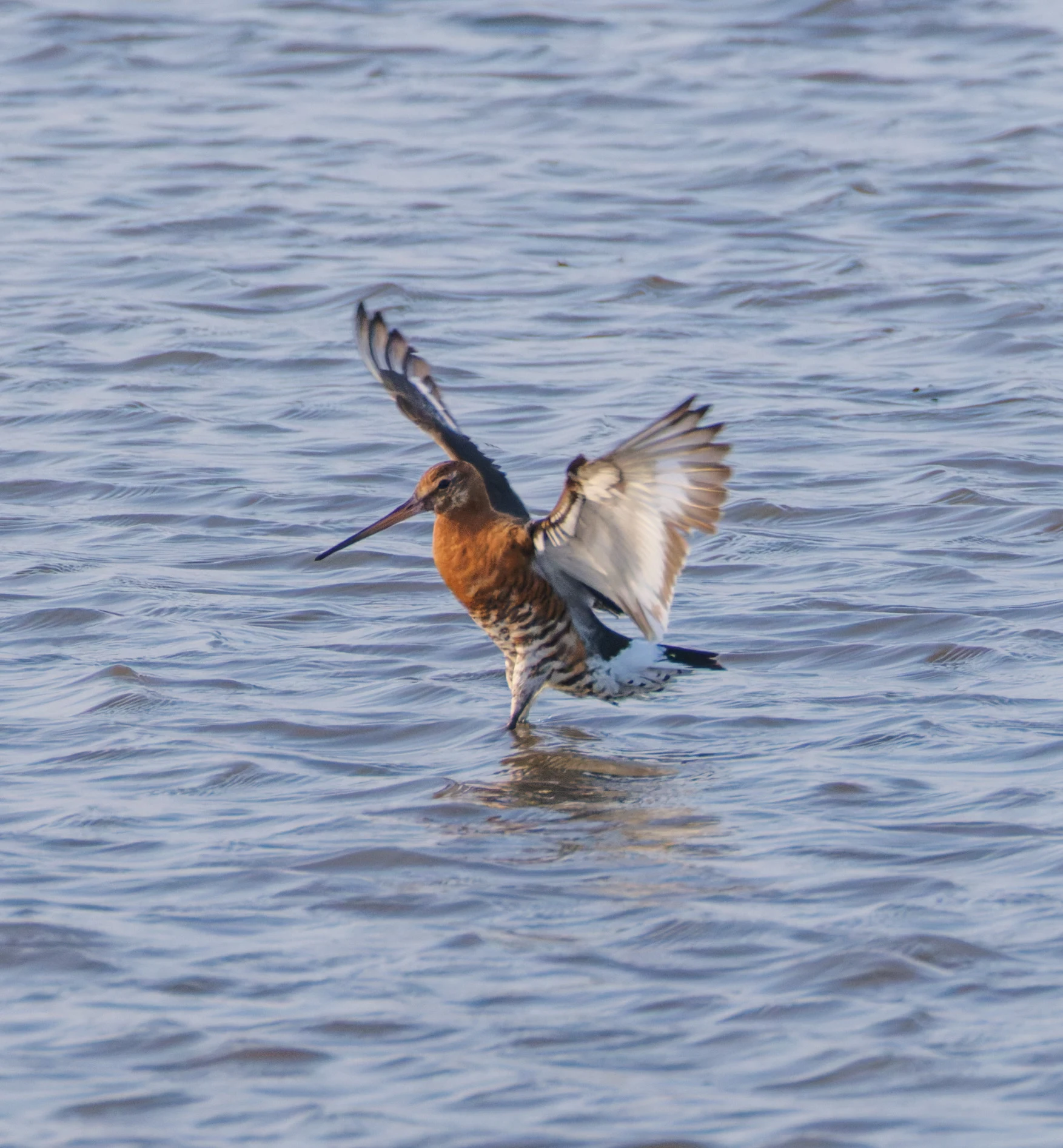 Black-tailed Godwit, Poole Harbour, Poole, Dorset, UK — photo by Orlando Prugel-Bennett