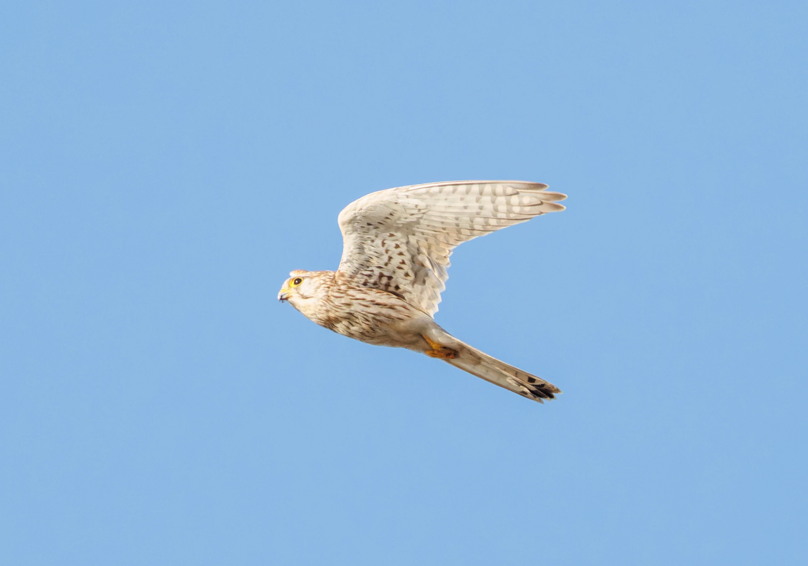 Common Kestrel, El Hondo, Alicante, Spain — photo by Orlando Prugel-Bennett