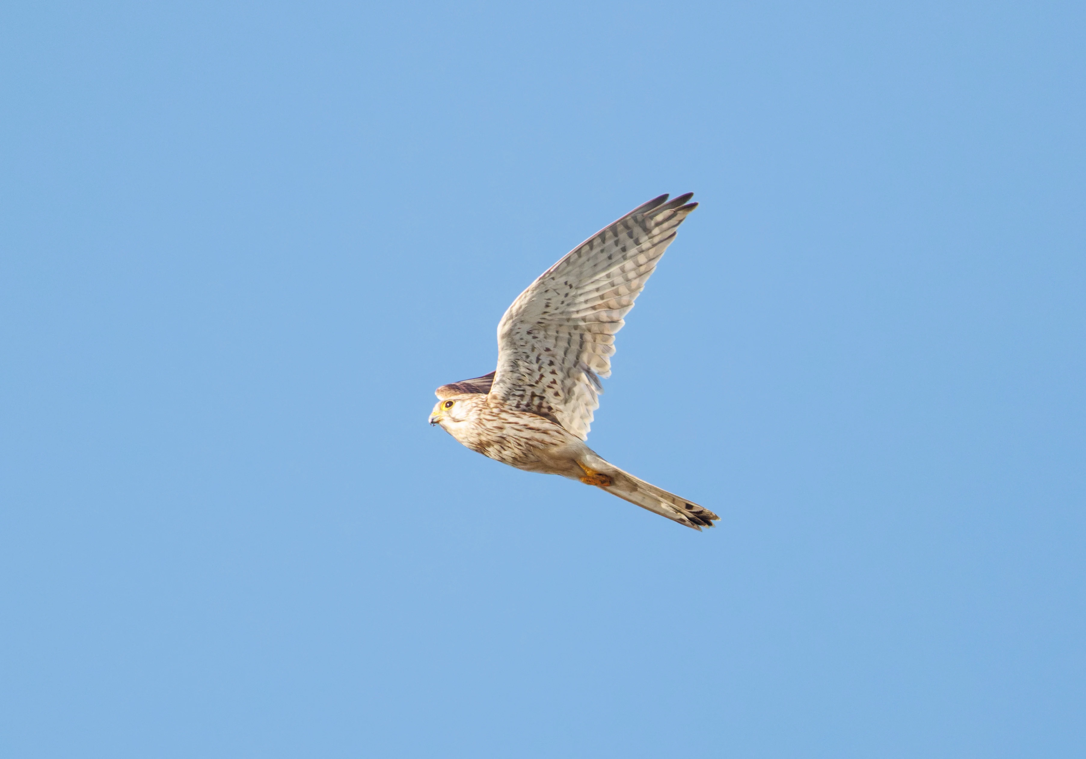 Common Kestrel, El Hondo, Alicante, Spain — photo by Orlando Prugel-Bennett