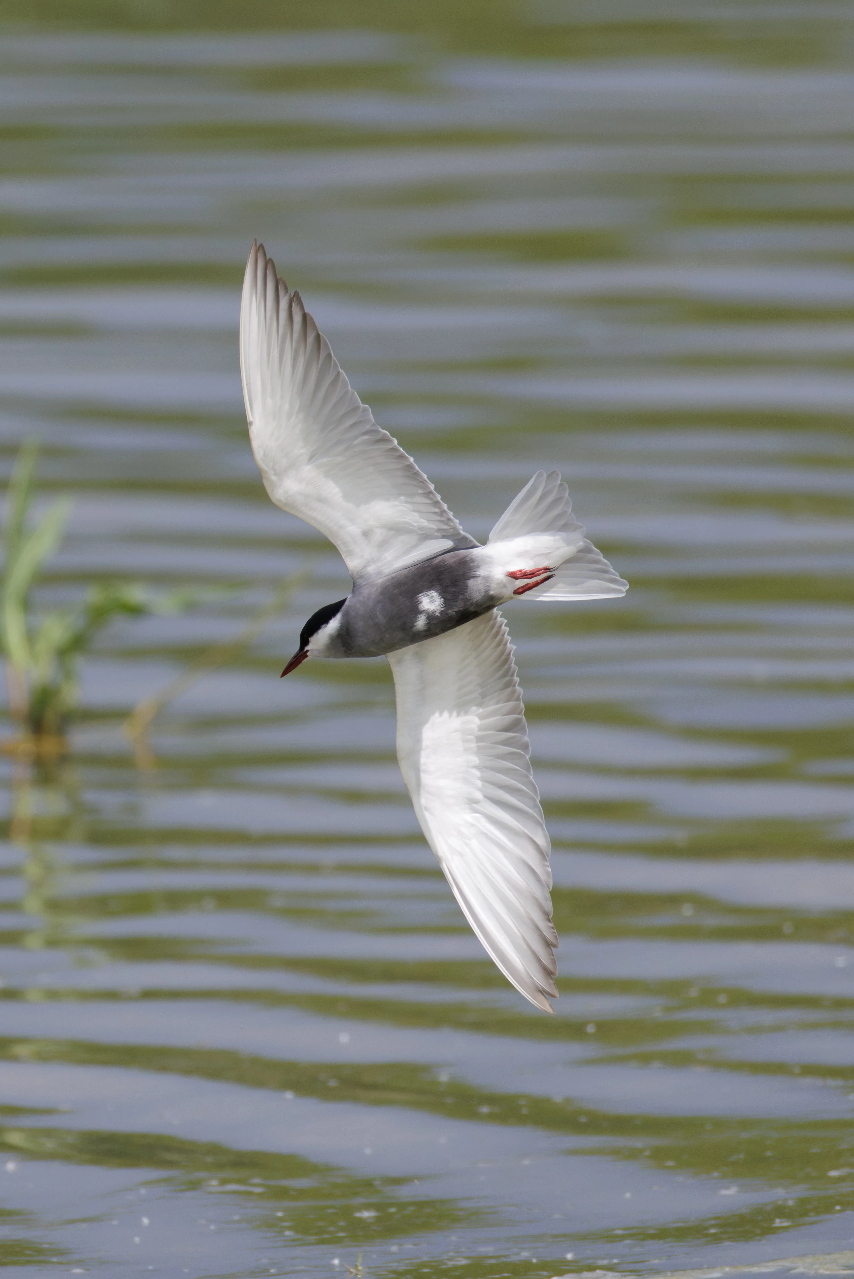 Whiskered Tern, Romania — photo by Orlando Prugel-Bennett