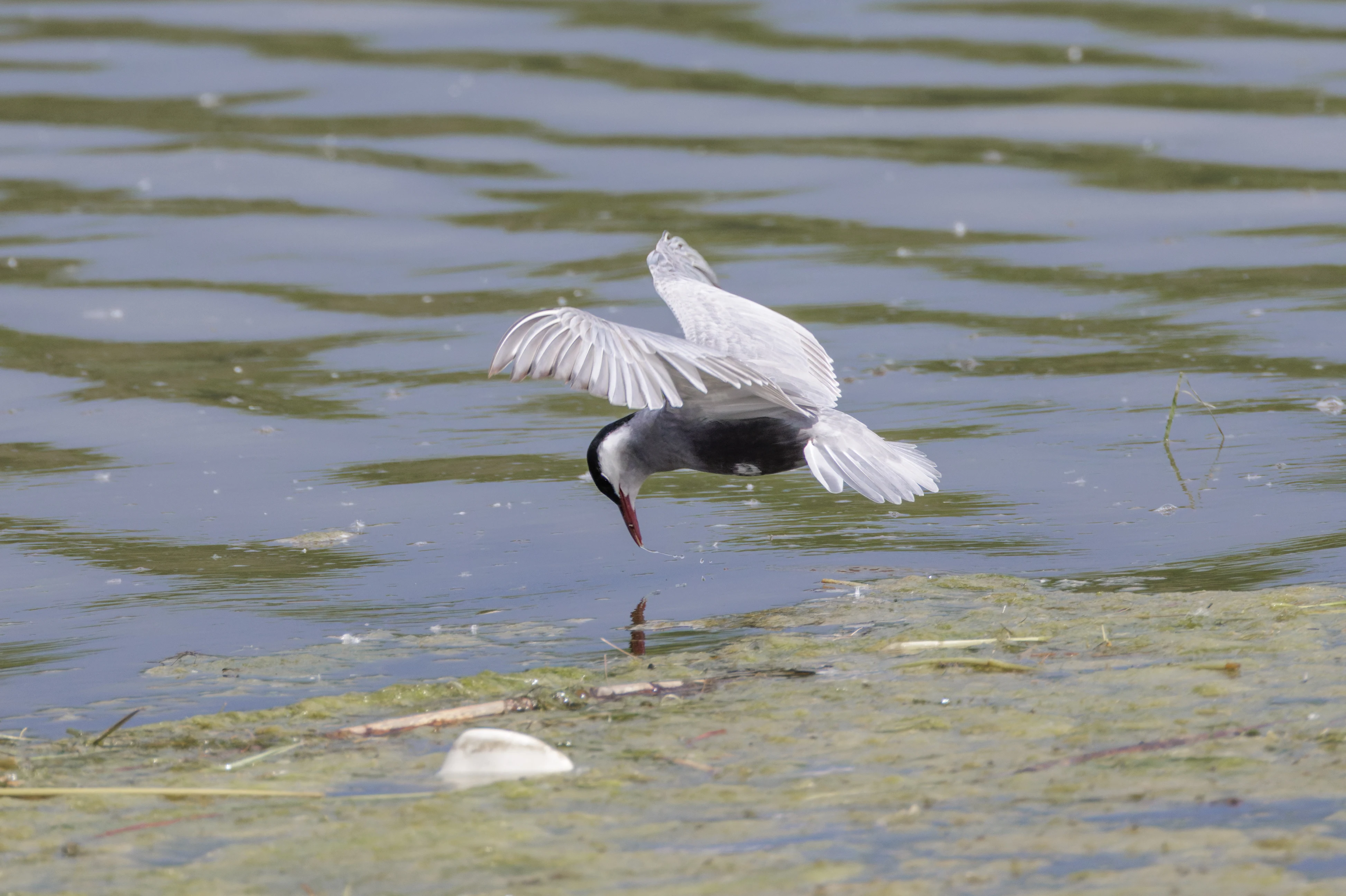Whiskered Tern, Romania — photo by Orlando Prugel-Bennett