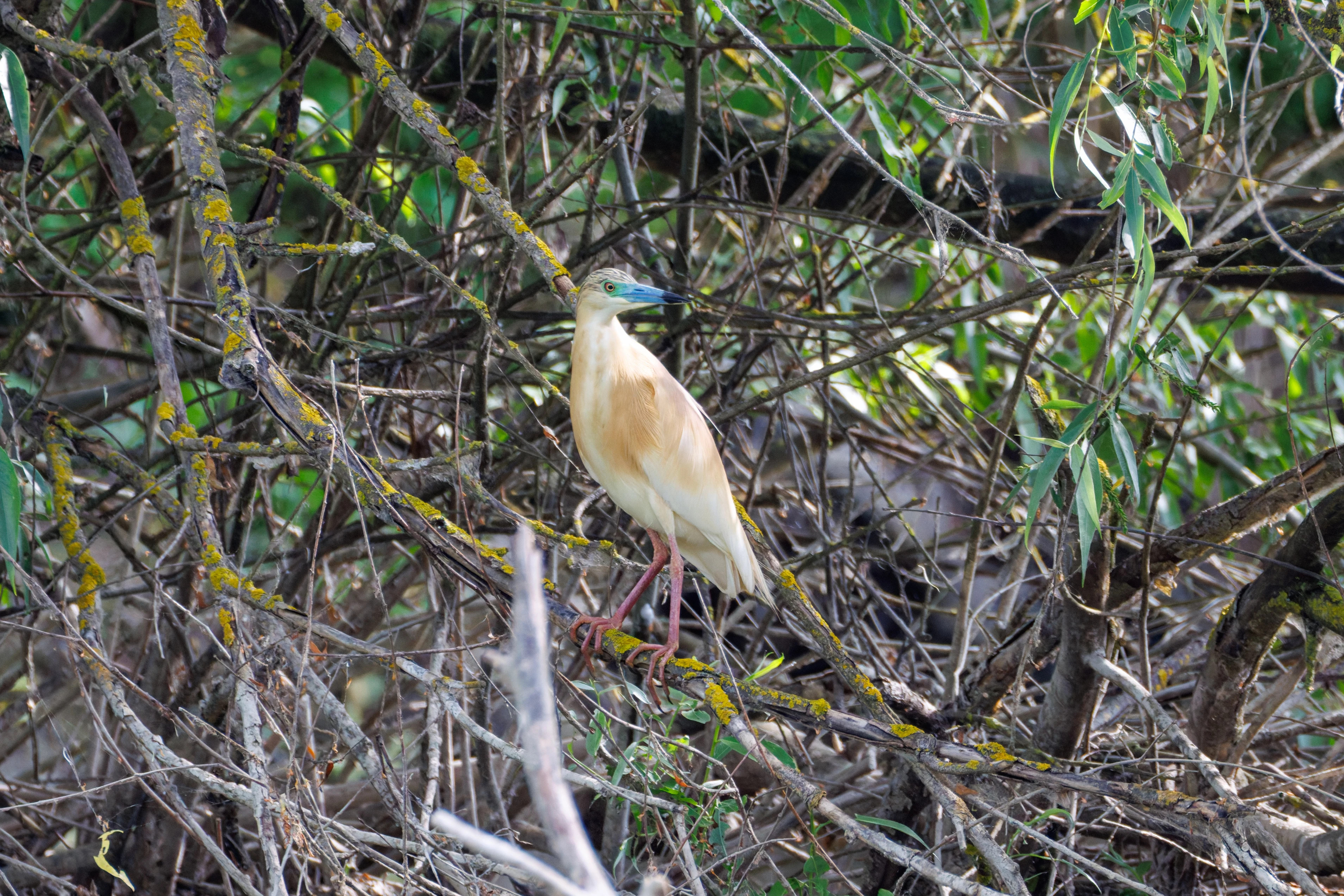 Squacco Heron, Danube Delta, Romania — photo by Orlando Prugel-Bennett