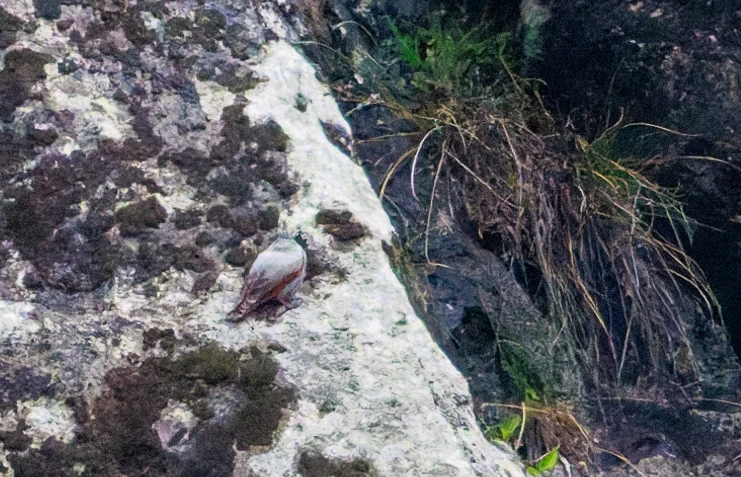 Wallcreeper, Transylvania, Romania — photo by Orlando Prugel-Bennett