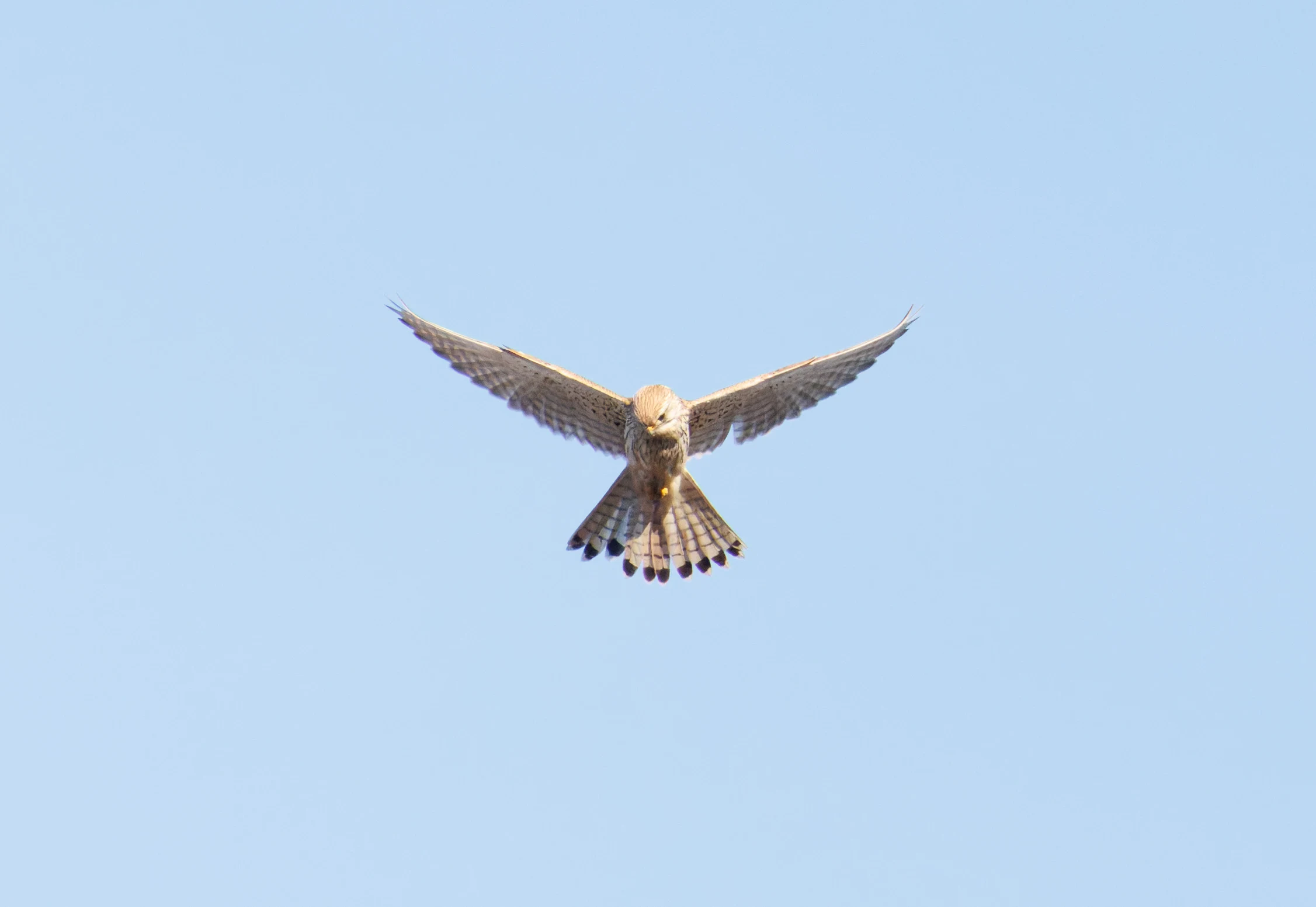 Common Kestrel, El Hondo, Alicante, Spain — photo by Orlando Prugel-Bennett