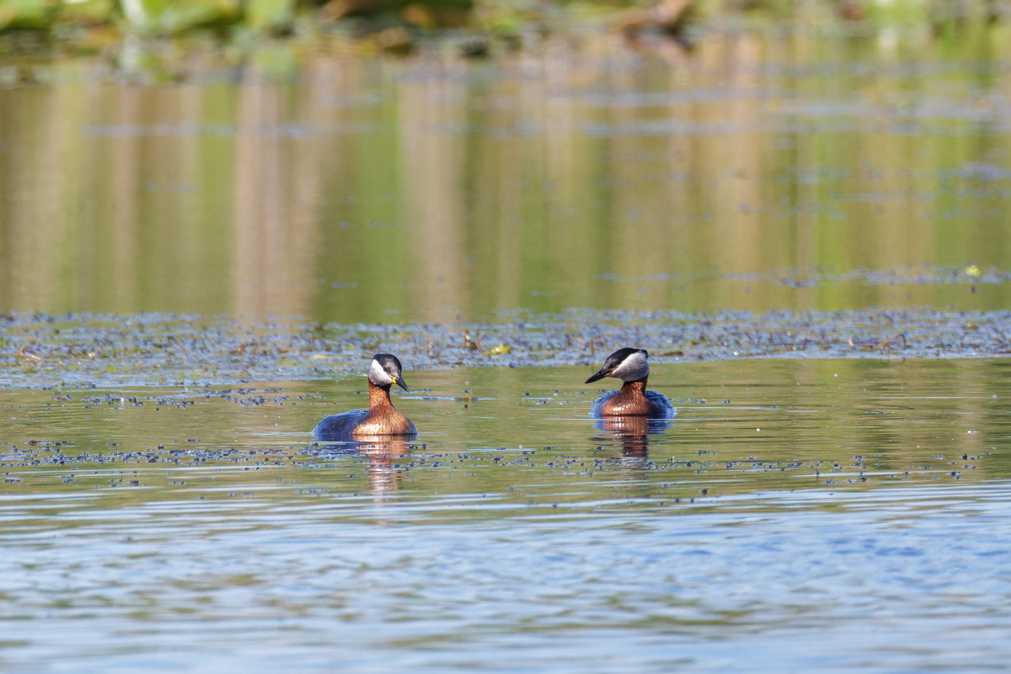 Red-necked Grebes, Danube Delta, Romania — photo by Orlando Prugel-Bennett