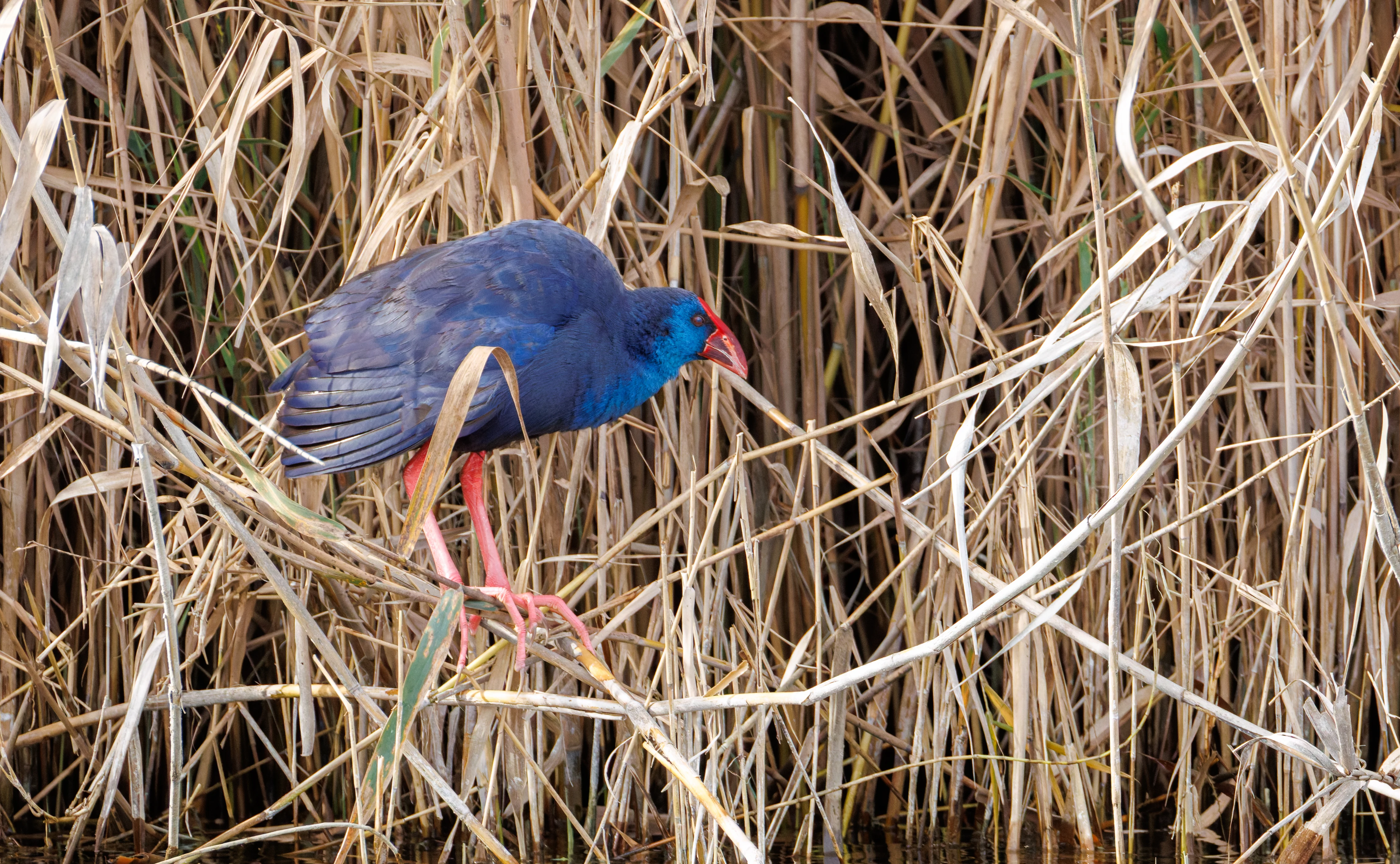 Western Swamphen, El Hondo, Spain — photo by Orlando Prugel-Bennett
