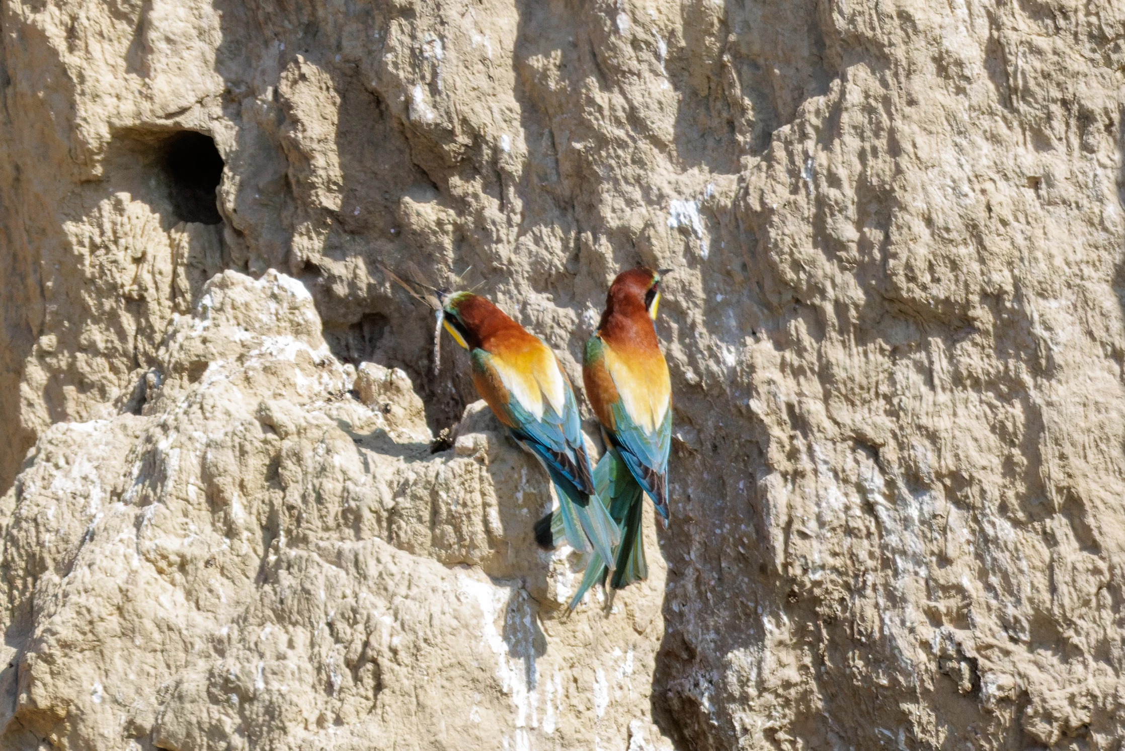 European Bee-eaters on cliff face, Romanian Steppe, Romania — photo by Orlando Prugel-Bennett