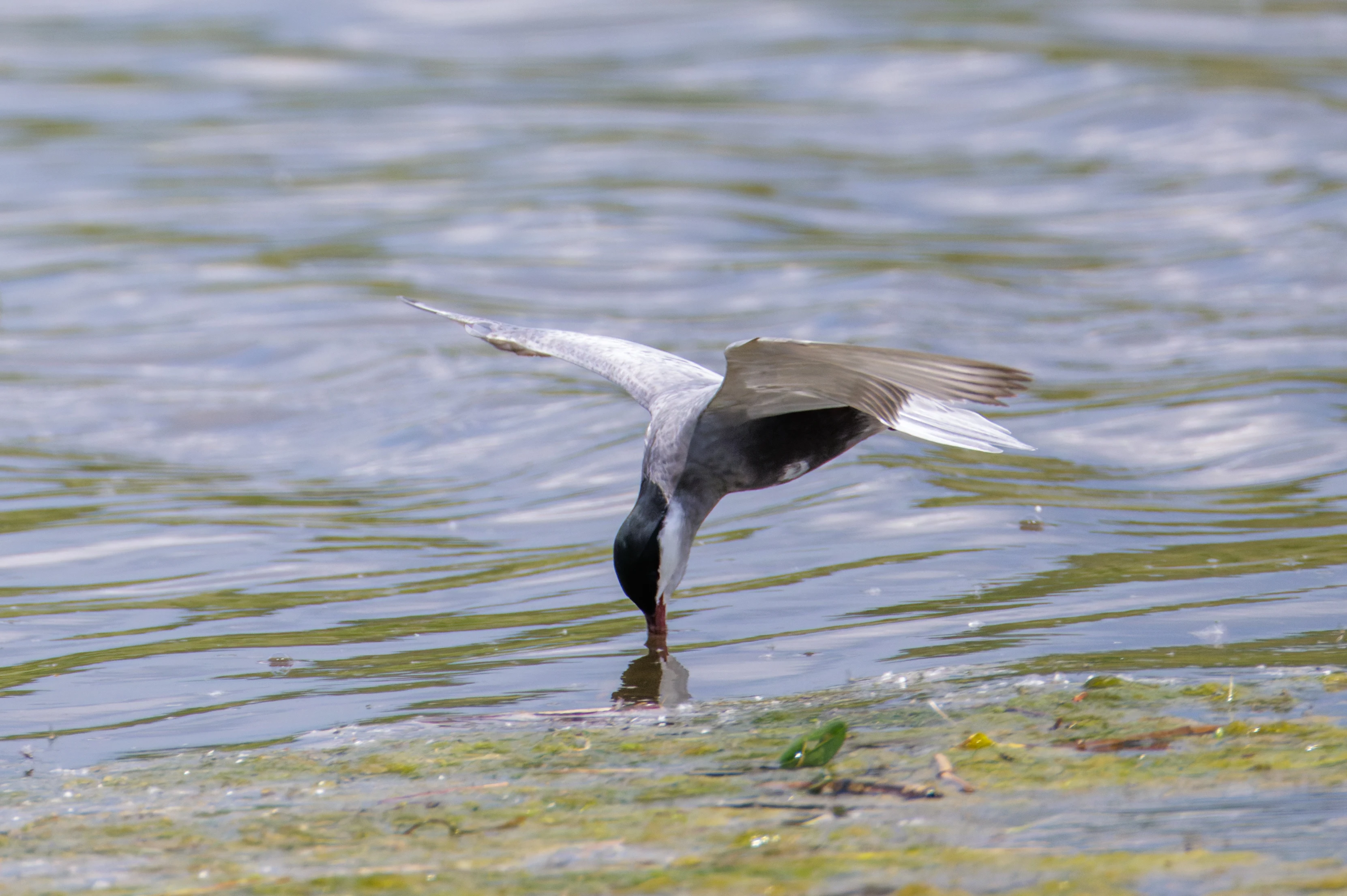 Whiskered Tern, Romania — photo by Orlando Prugel-Bennett