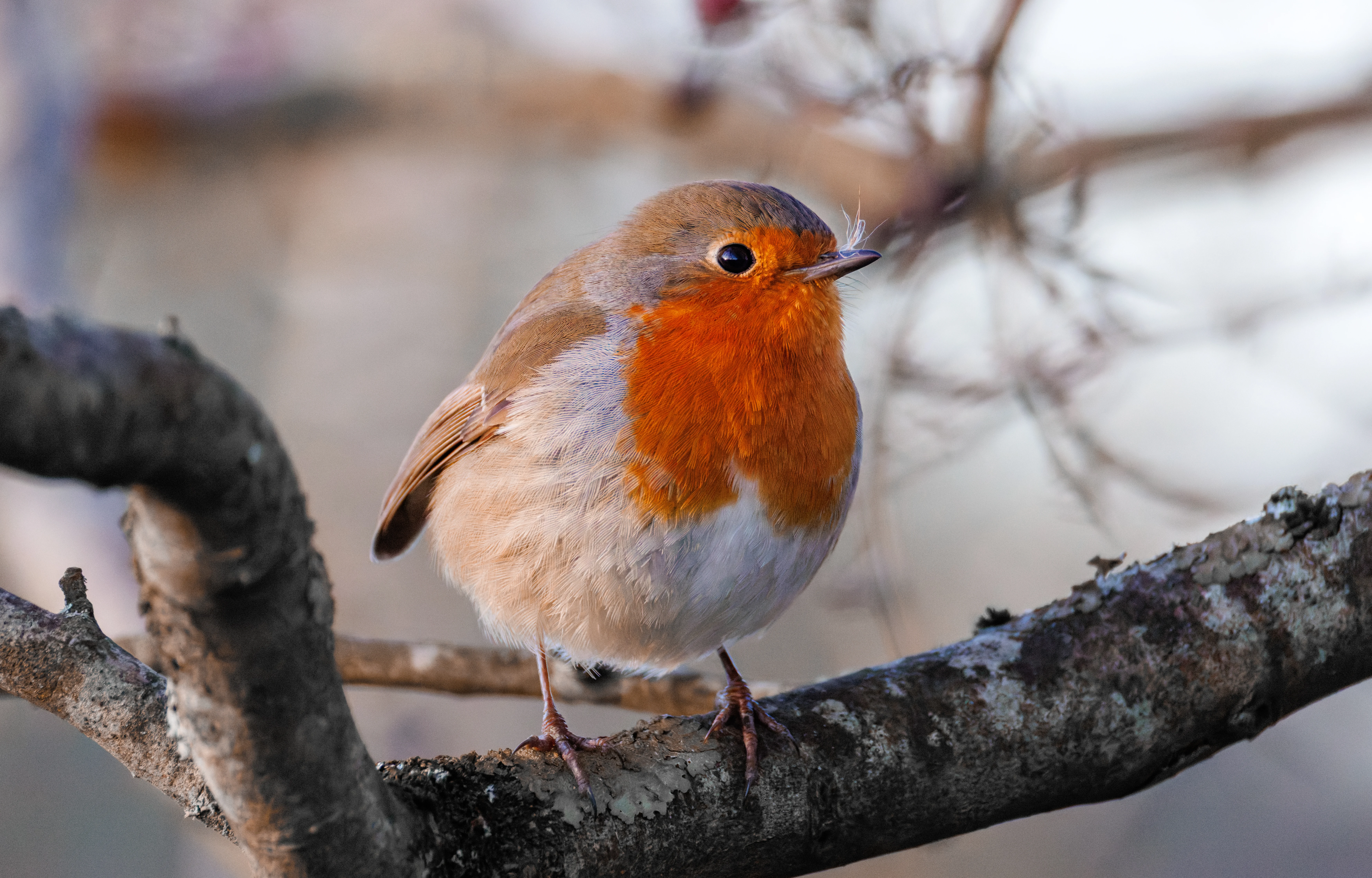 European Robin, Eling, Hampshire, UK — photo by Orlando Prugel-Bennett