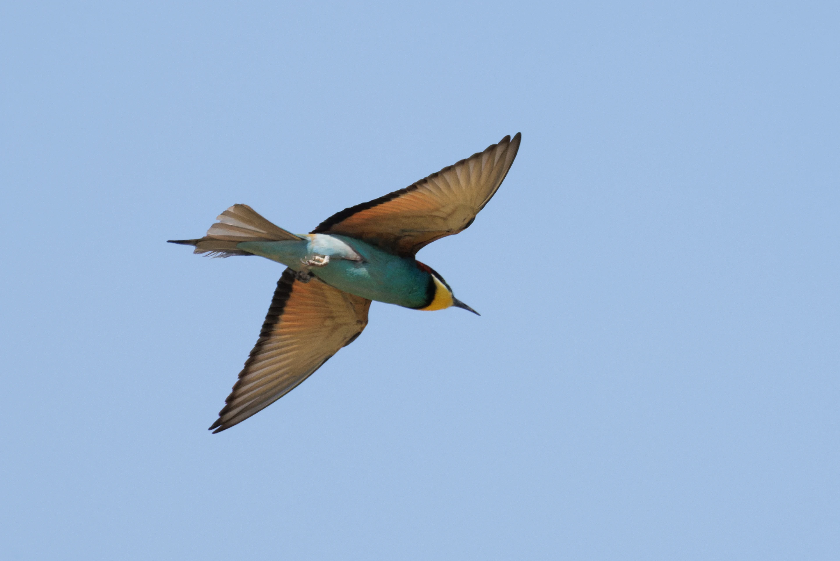 European Bee-eater in flight, Romanian Steppe, Romania — photo by Orlando Prugel-Bennett