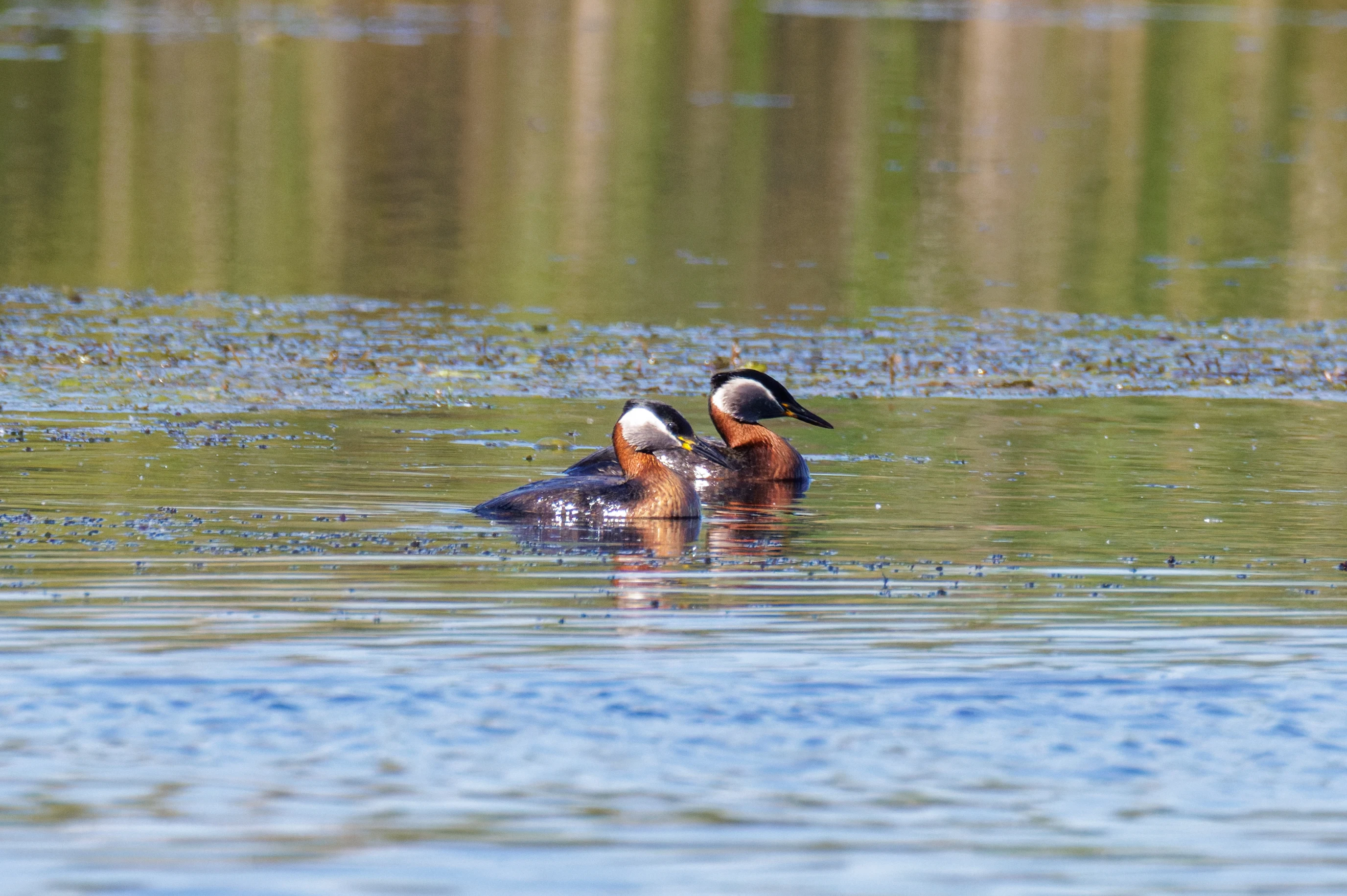 Red-necked Grebes, Danube Delta, Romania — photo by Orlando Prugel-Bennett