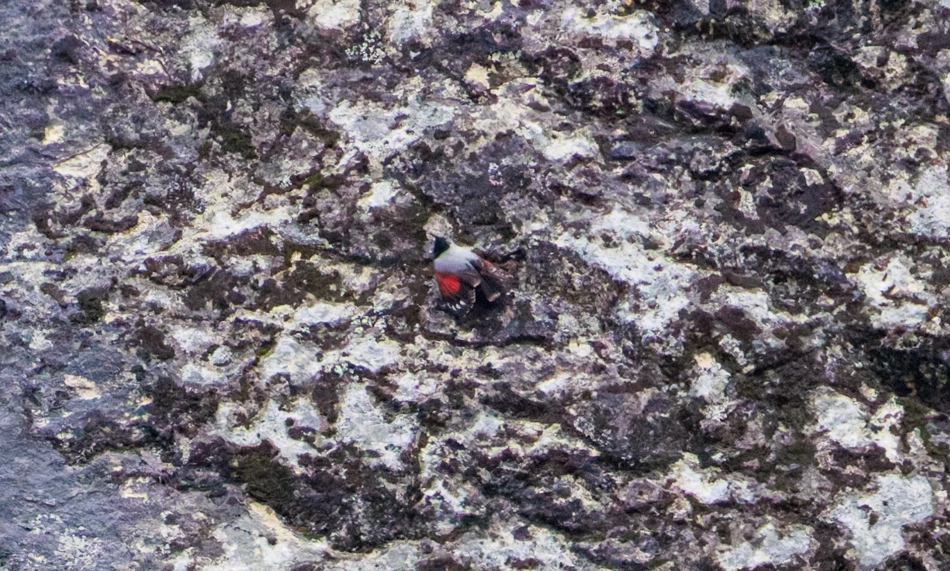 Wallcreeper, Transylvania, Romania — photo by Orlando Prugel-Bennett