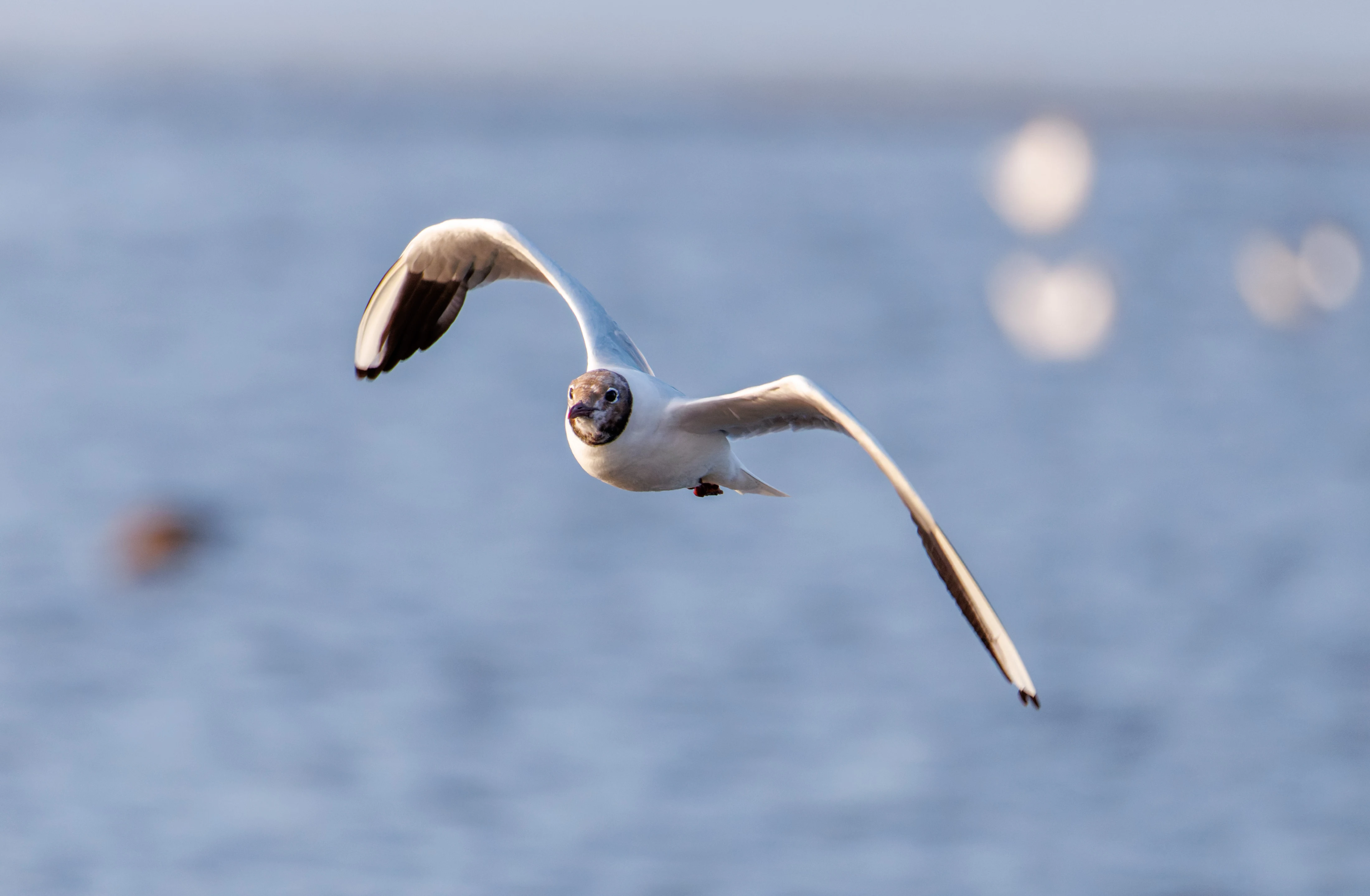 Black-headed Gull, Poole Harbour, Poole, Dorset, UK — photo by Orlando Prugel-Bennett
