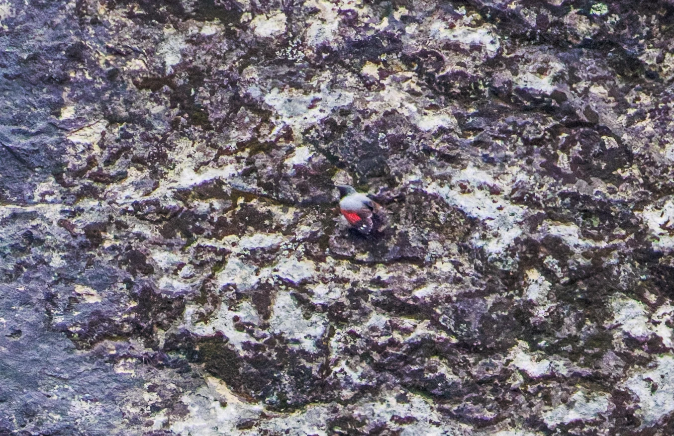 Wallcreeper, Transylvania, Romania — photo by Orlando Prugel-Bennett