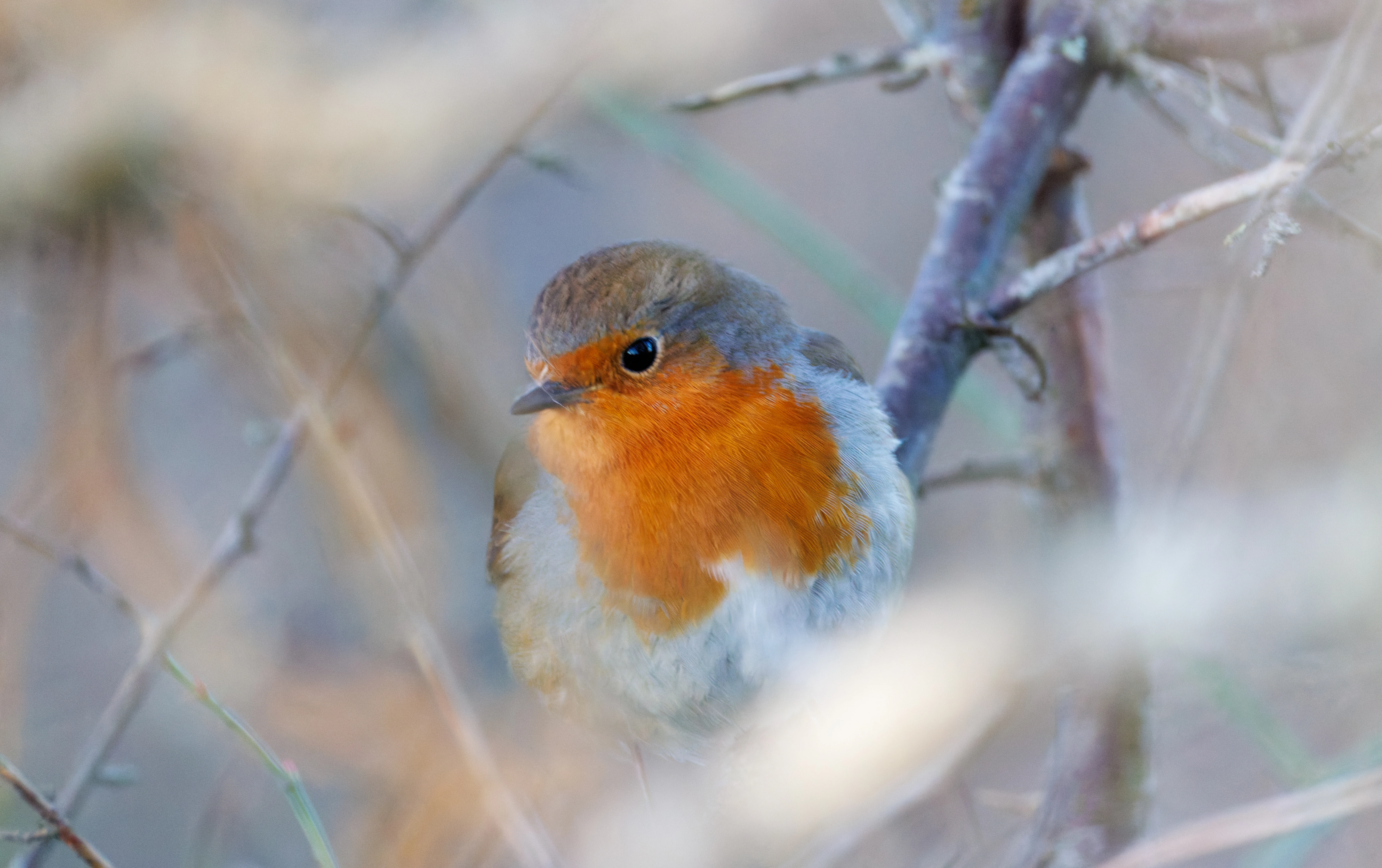 European Robin, Eling, Hampshire, UK — photo by Orlando Prugel-Bennett