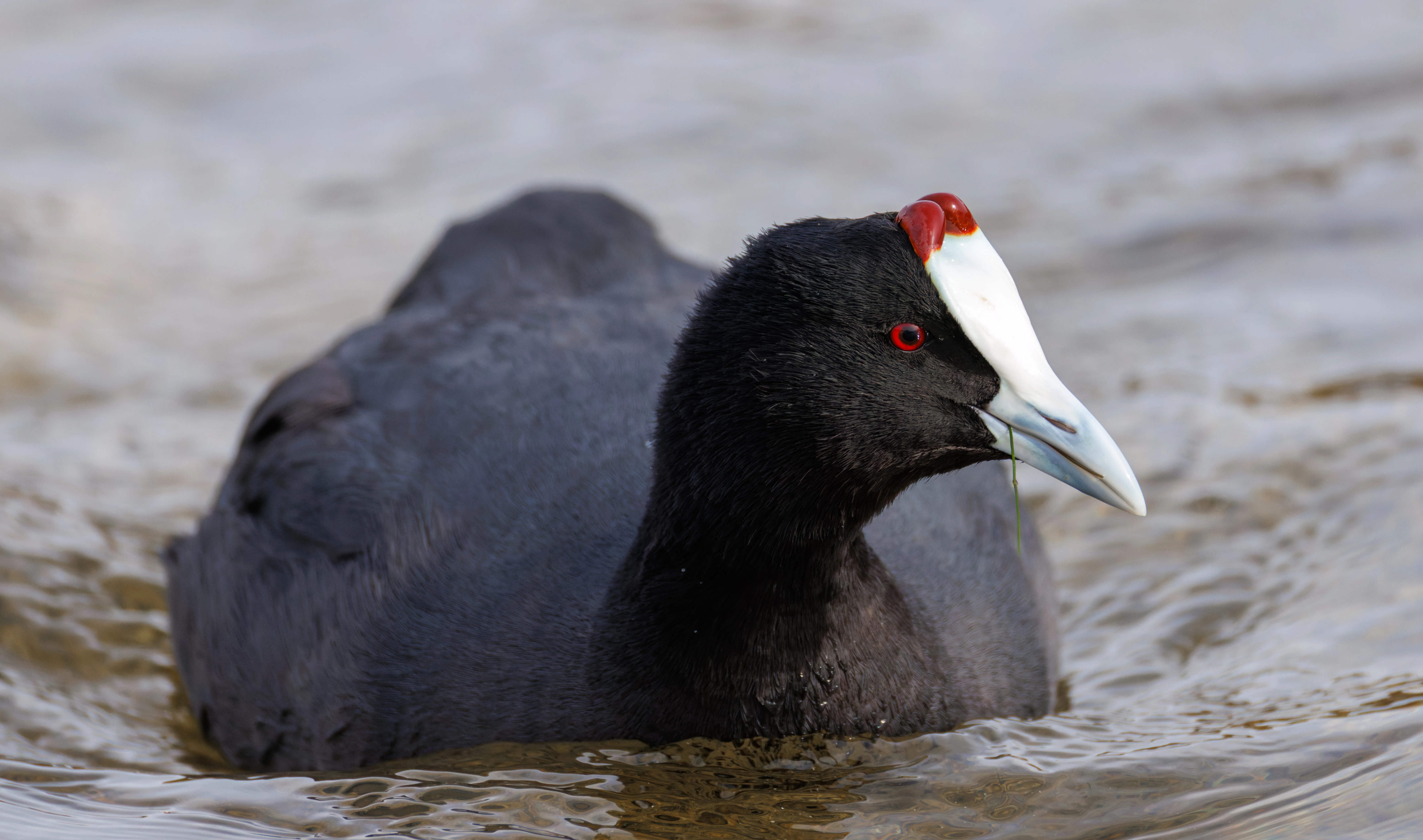 Red-knobbed Coot, El Hondo, Spain — photo by Orlando Prugel-Bennett