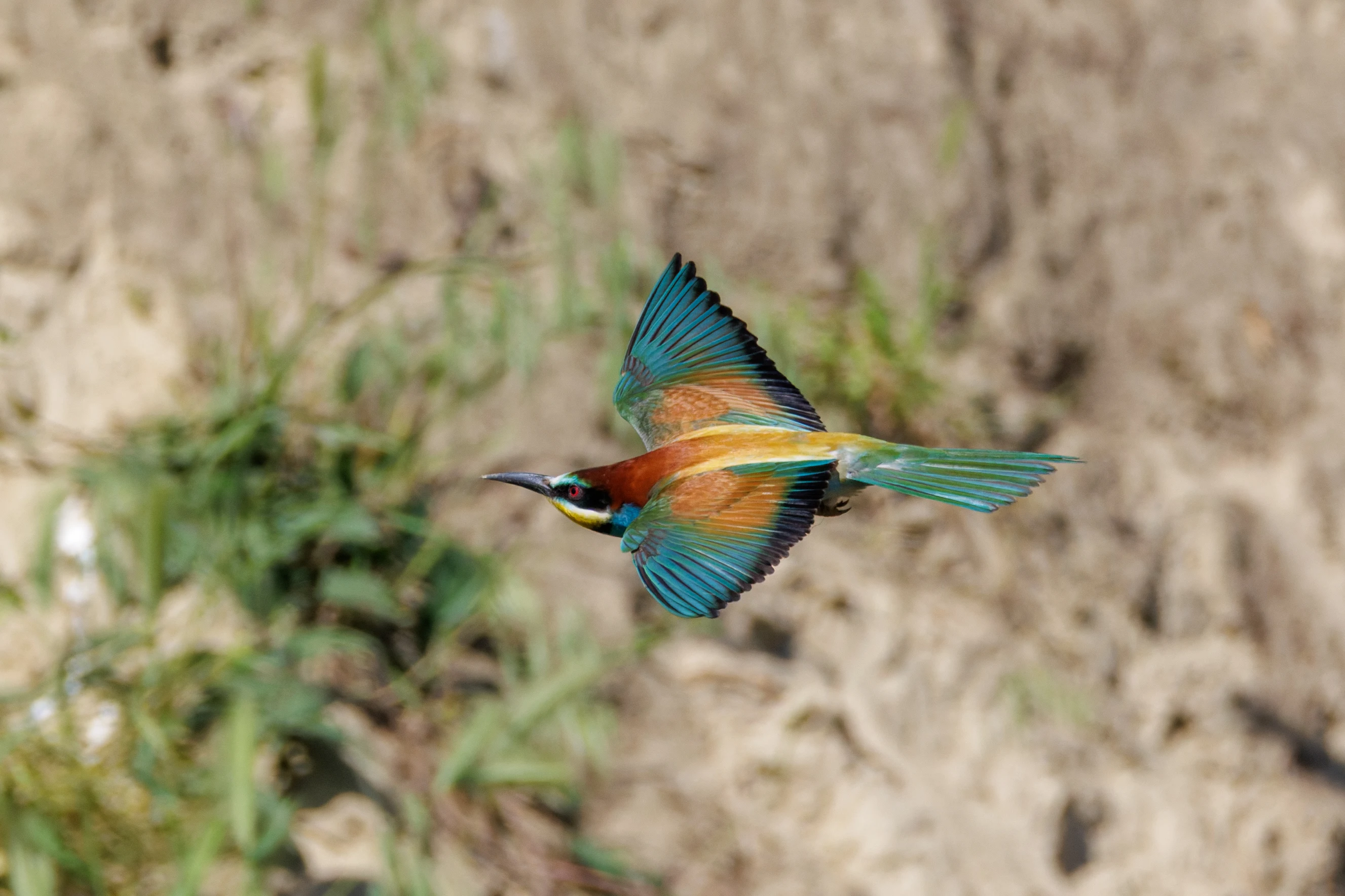 European Bee-eater, Romanian Steppe, Romania — photo by Orlando Prugel-Bennett