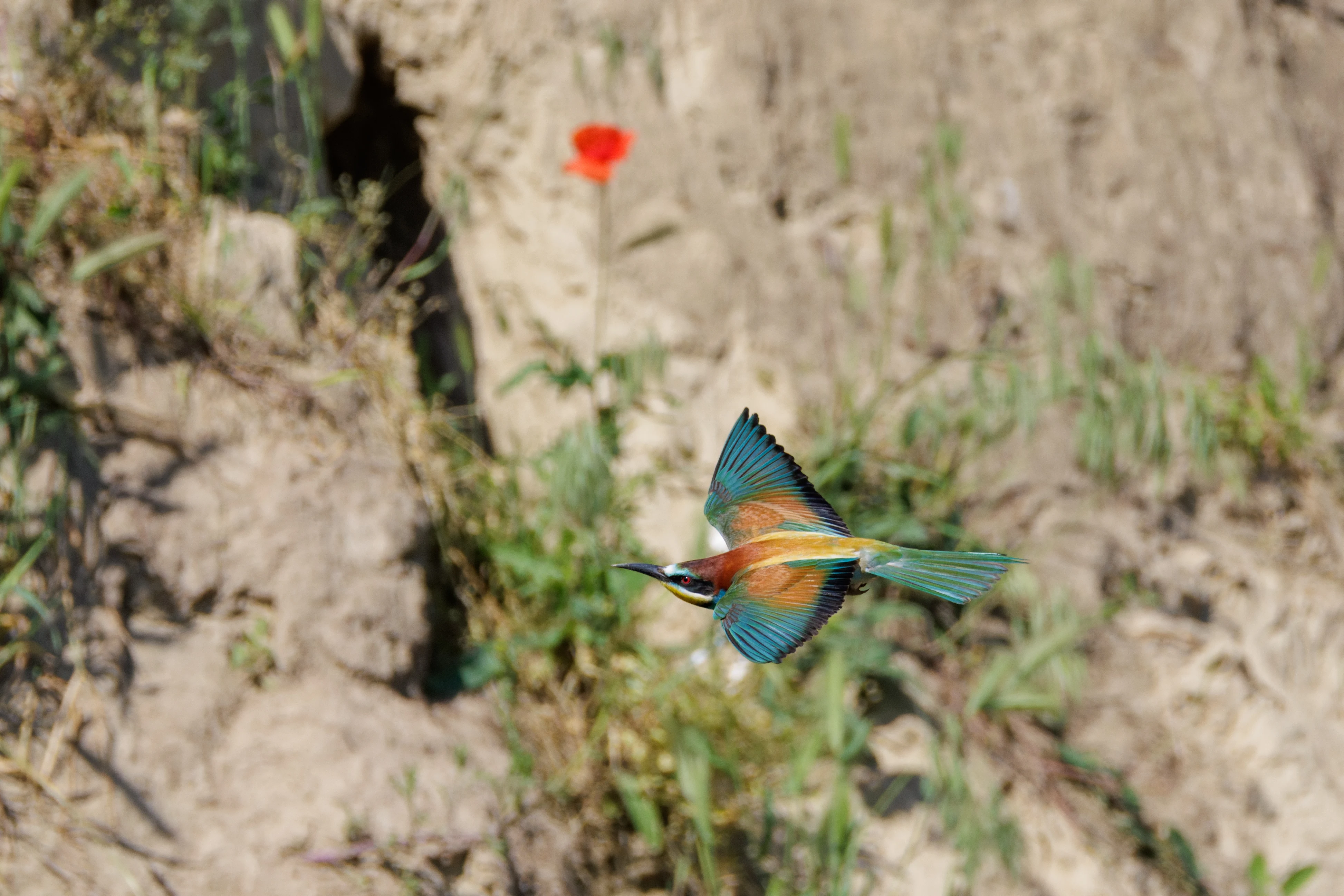 European Bee-eater in flight, Romanian Steppe, Romania — photo by Orlando Prugel-Bennett