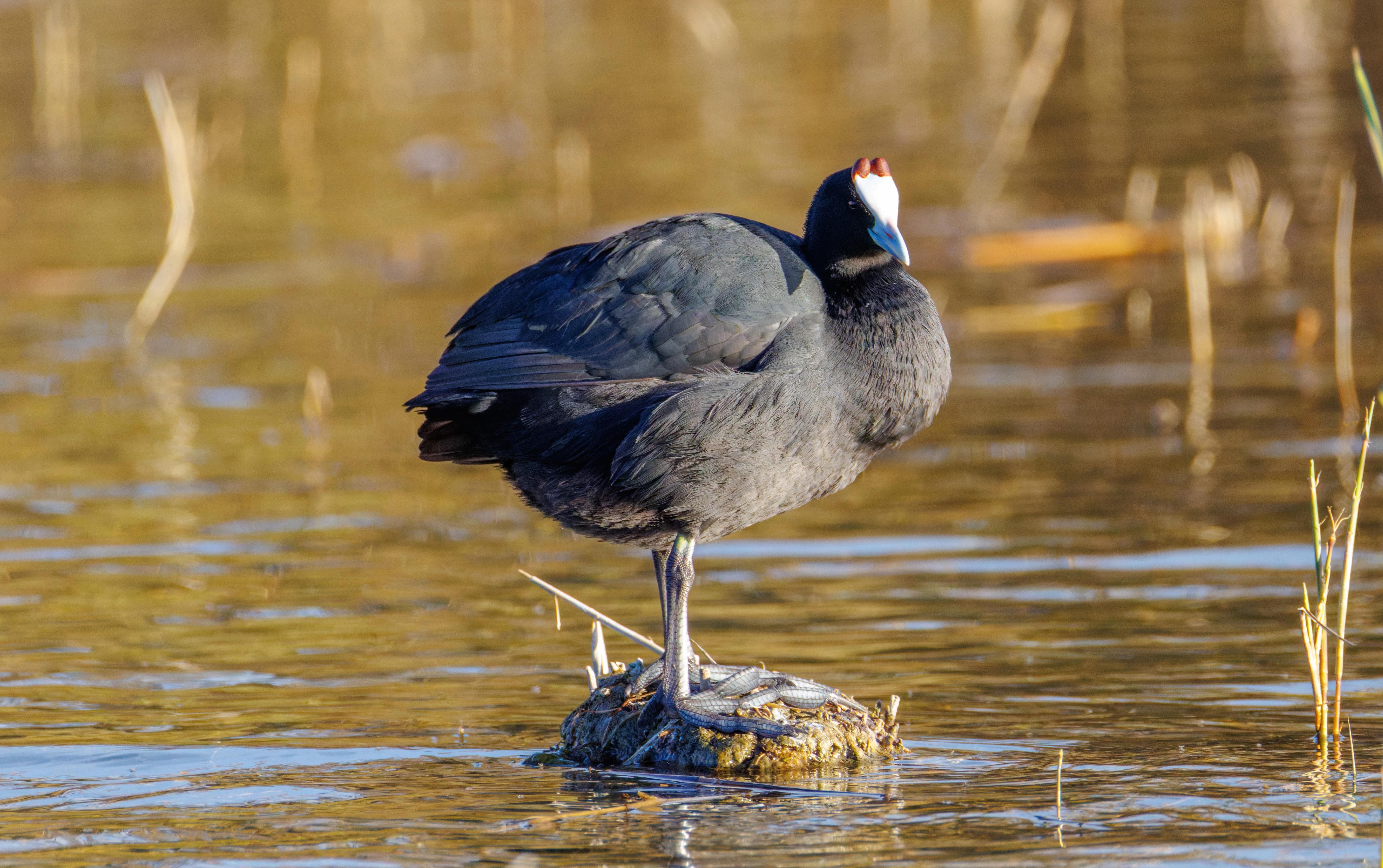 Red-knobbed Coot, El Hondo, Alicante, Spain — photo by Orlando Prugel-Bennett