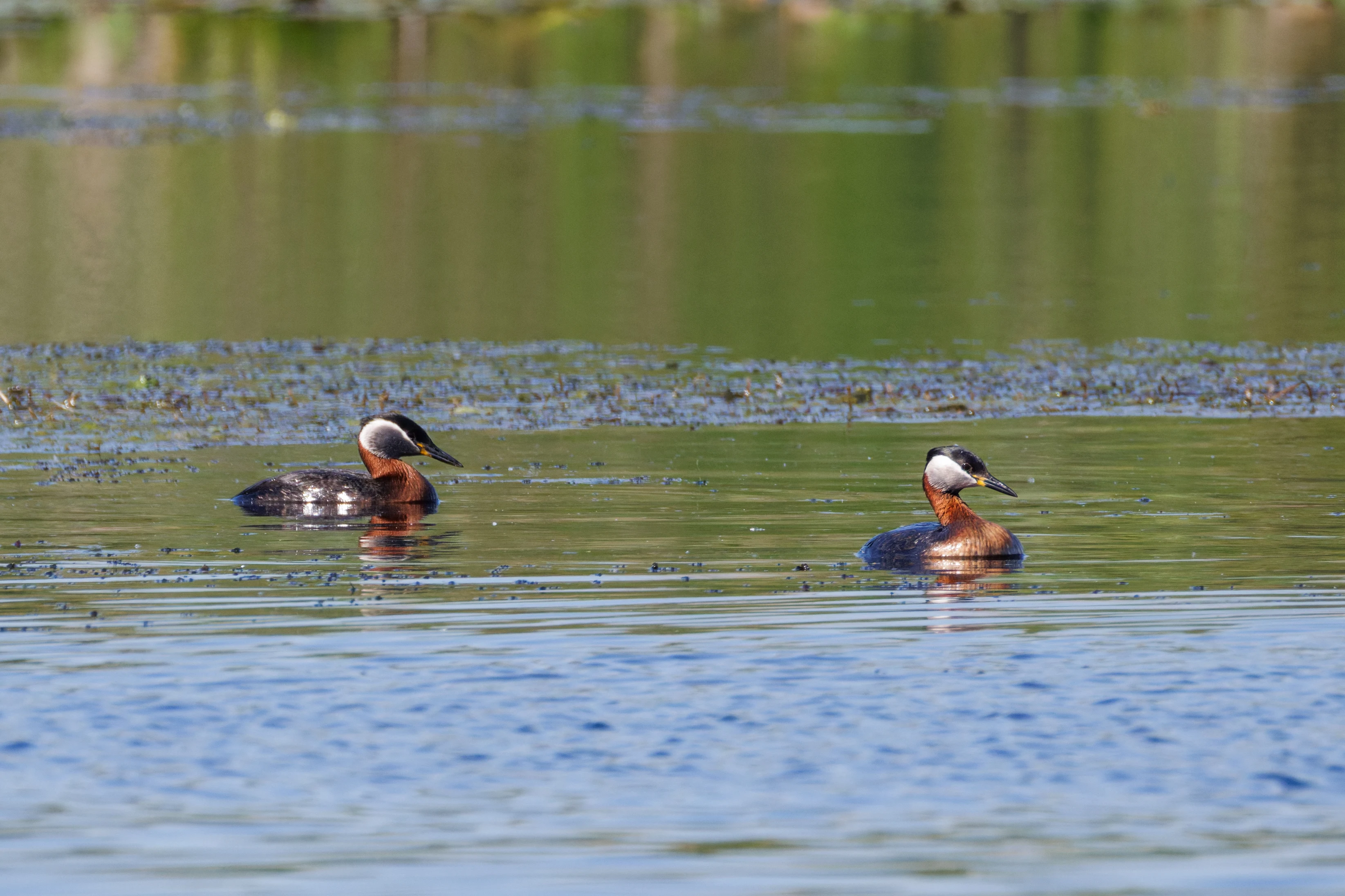 Red-necked Grebes, Danube Delta, Romania — photo by Orlando Prugel-Bennett