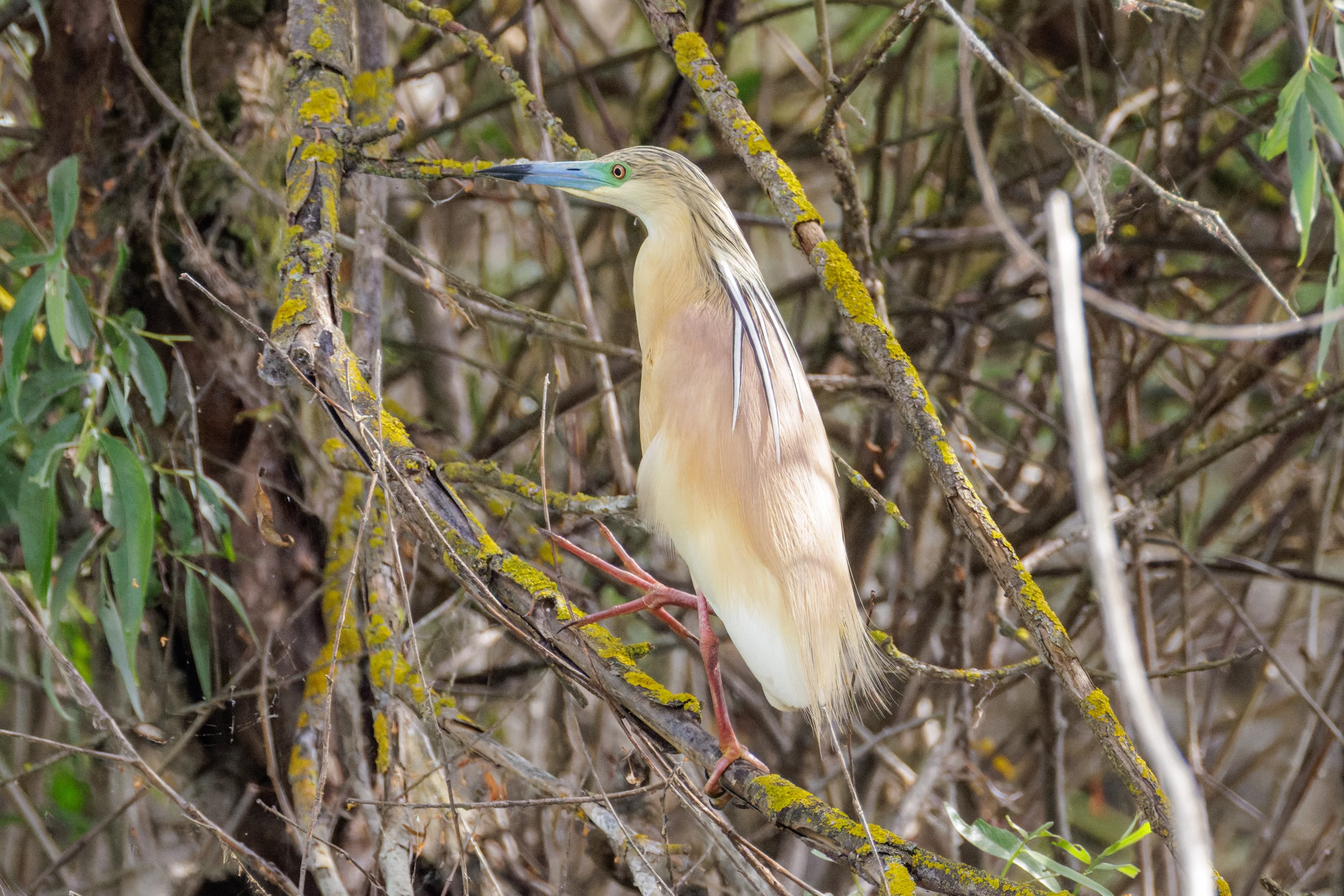 Squacco Heron, Danube Delta, Romania — photo by Orlando Prugel-Bennett