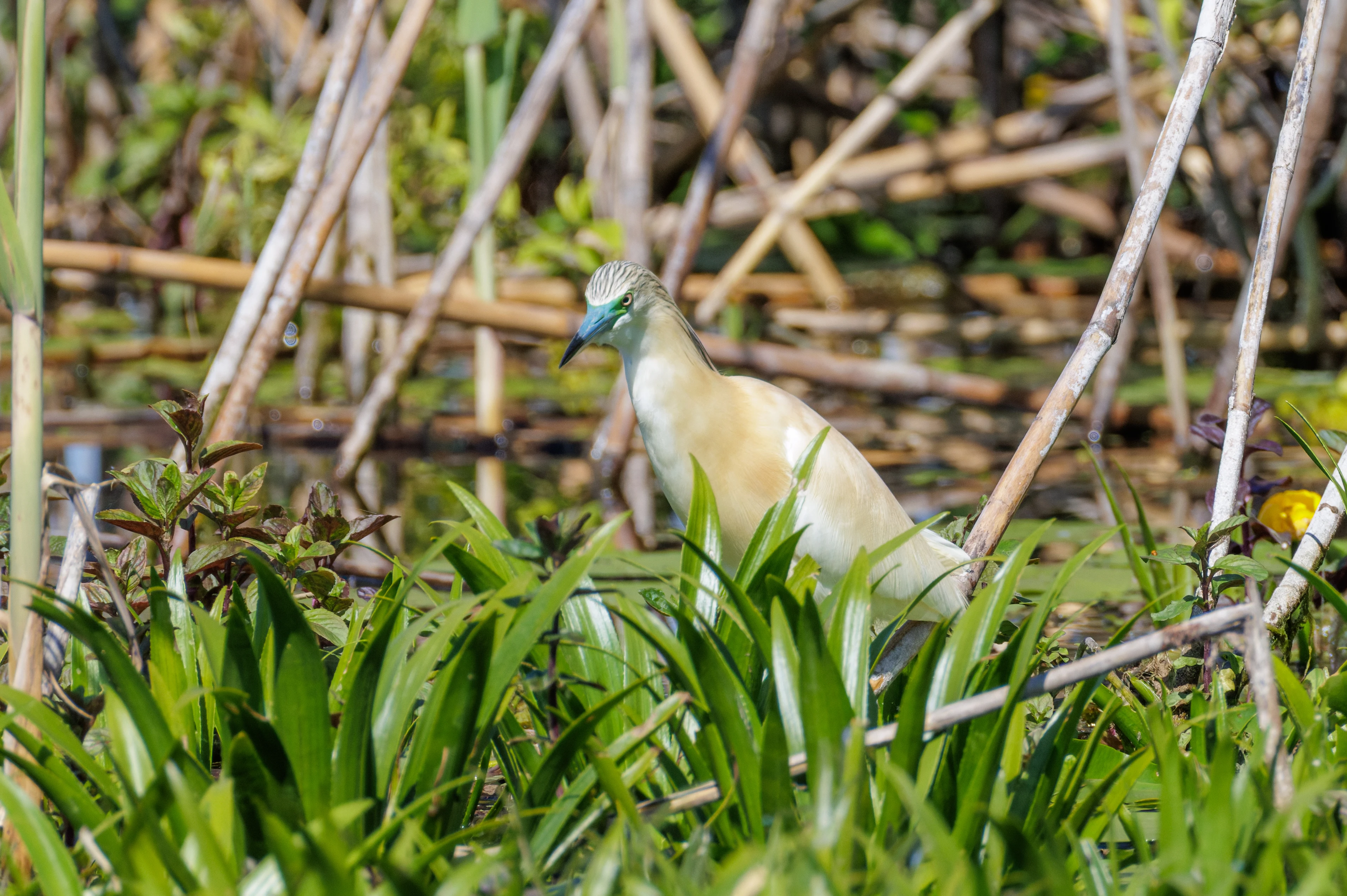 Squacco Heron, Danube Delta, Romania — photo by Orlando Prugel-Bennett