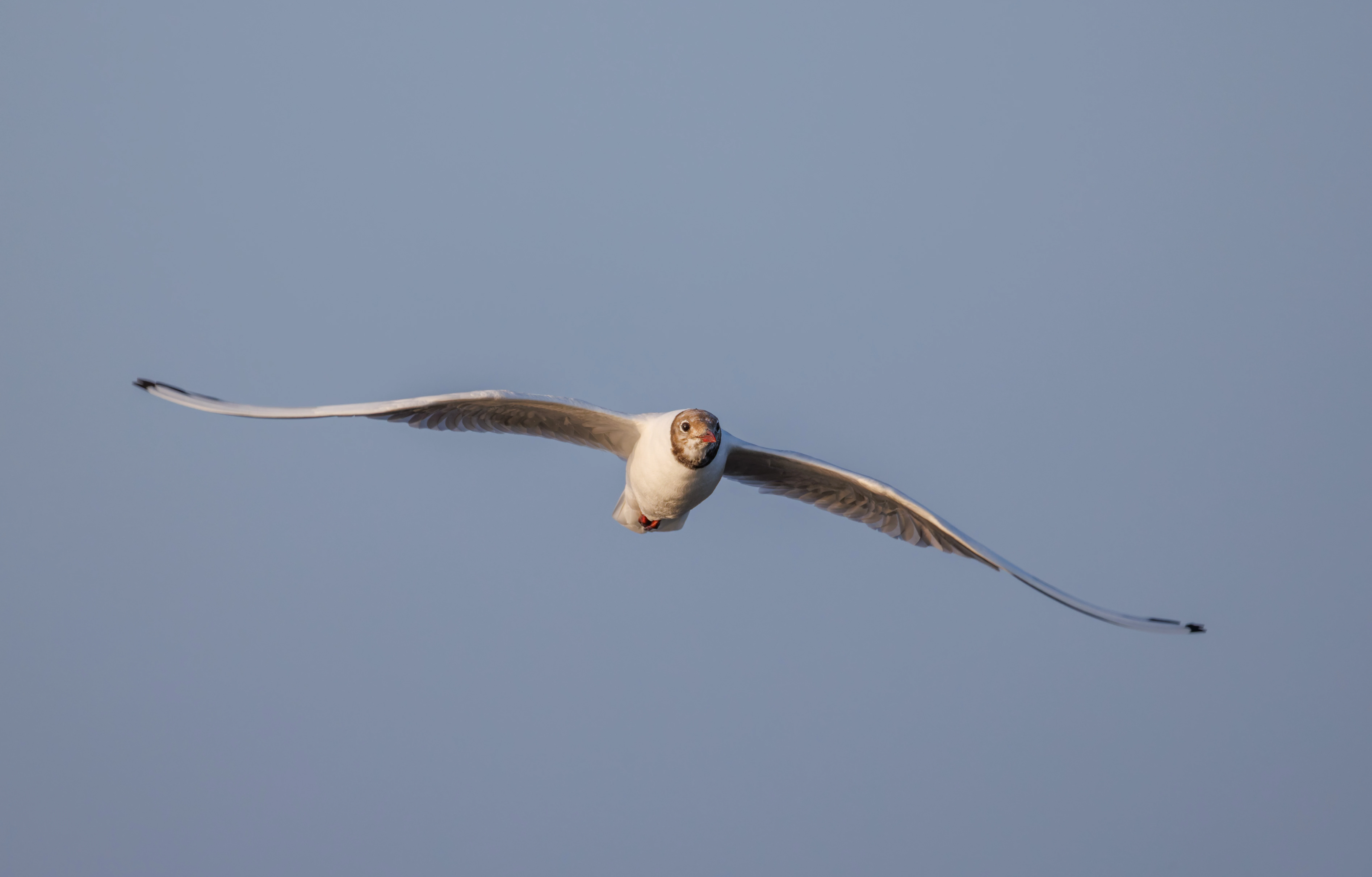 Black-headed Gull, Poole Harbour, Poole, Dorset, UK — photo by Orlando Prugel-Bennett