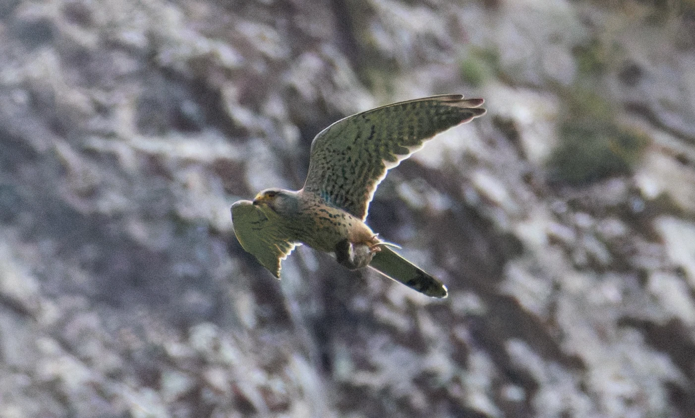 Eurasian Kestrel with prey, Transylvania, Romania — photo by Orlando Prugel-Bennett