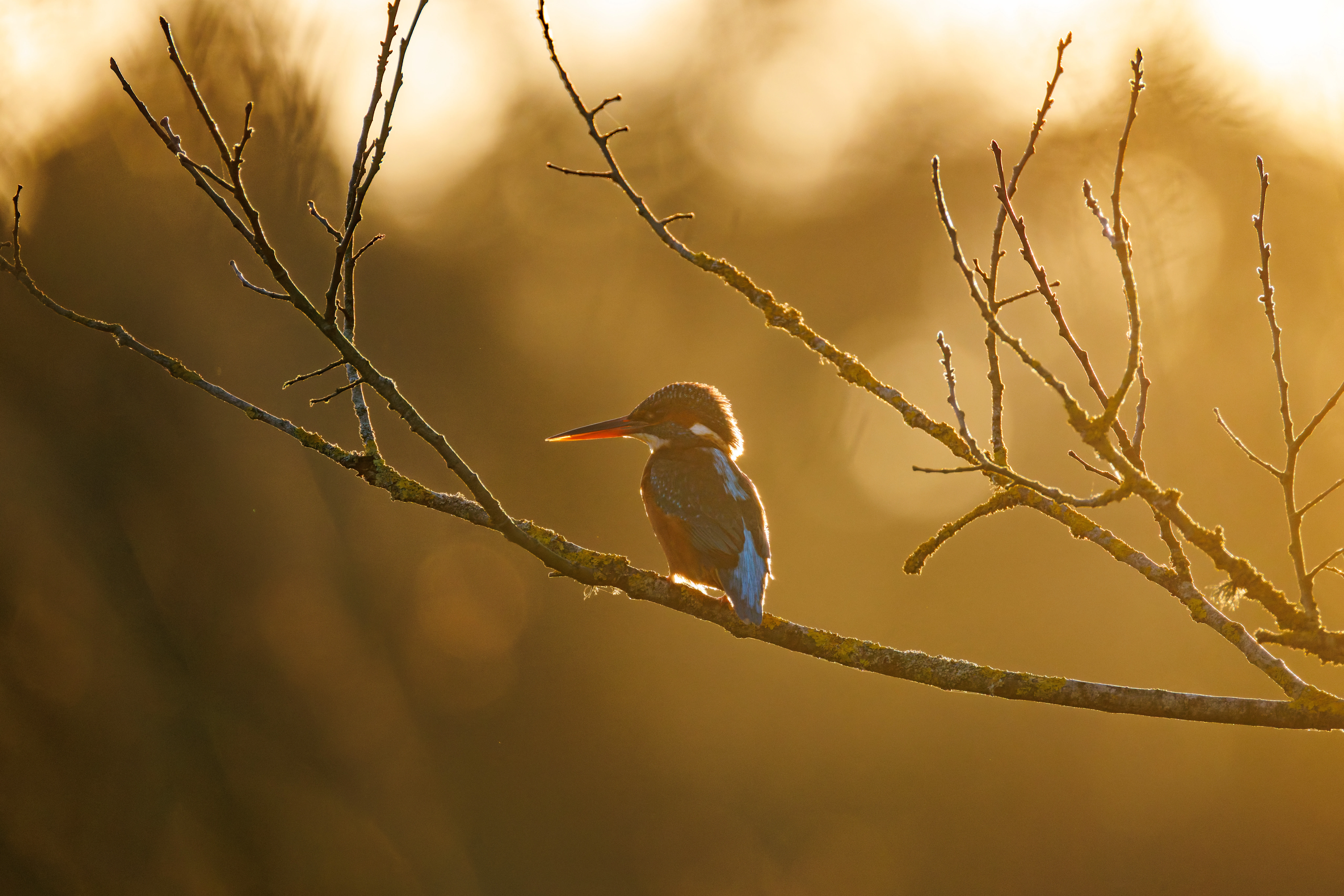 Common Kingfisher, Eling, Hampshire, UK — photo by Orlando Prugel-Bennett