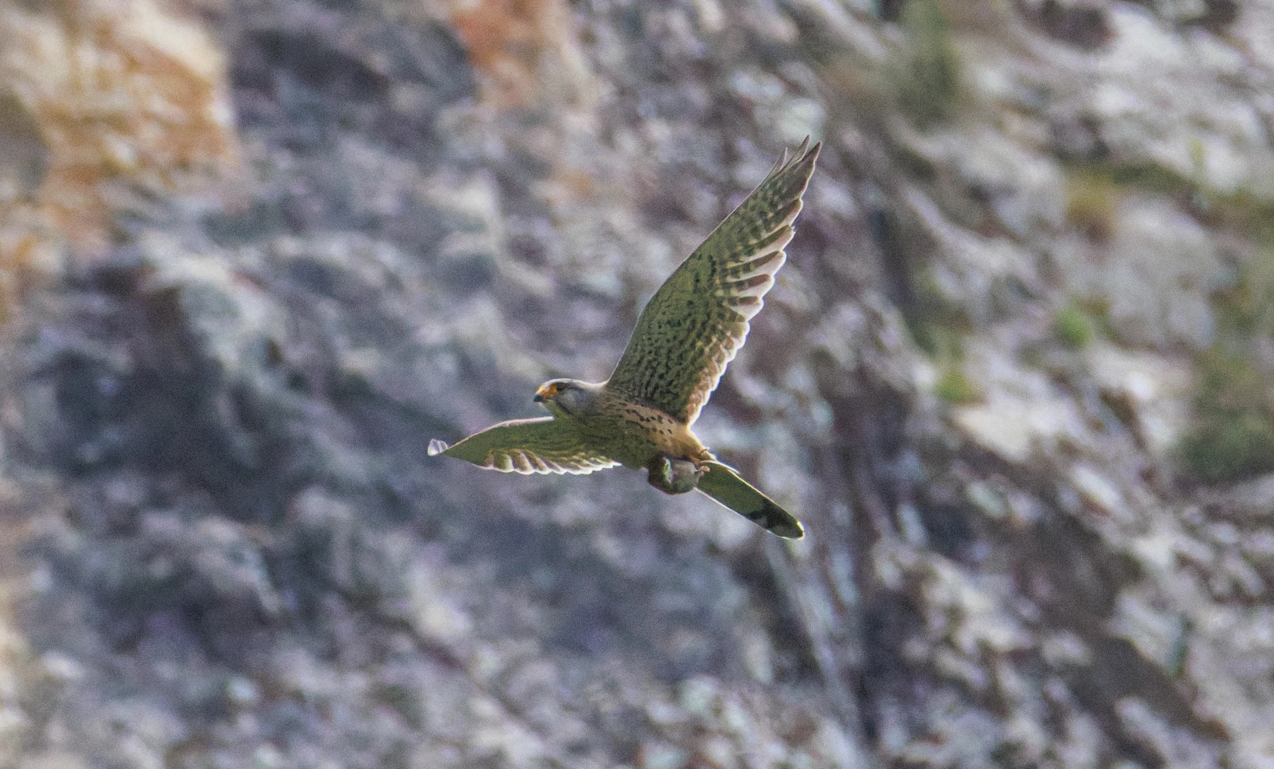Eurasian Kestrel with prey, Transylvania, Romania — photo by Orlando Prugel-Bennett
