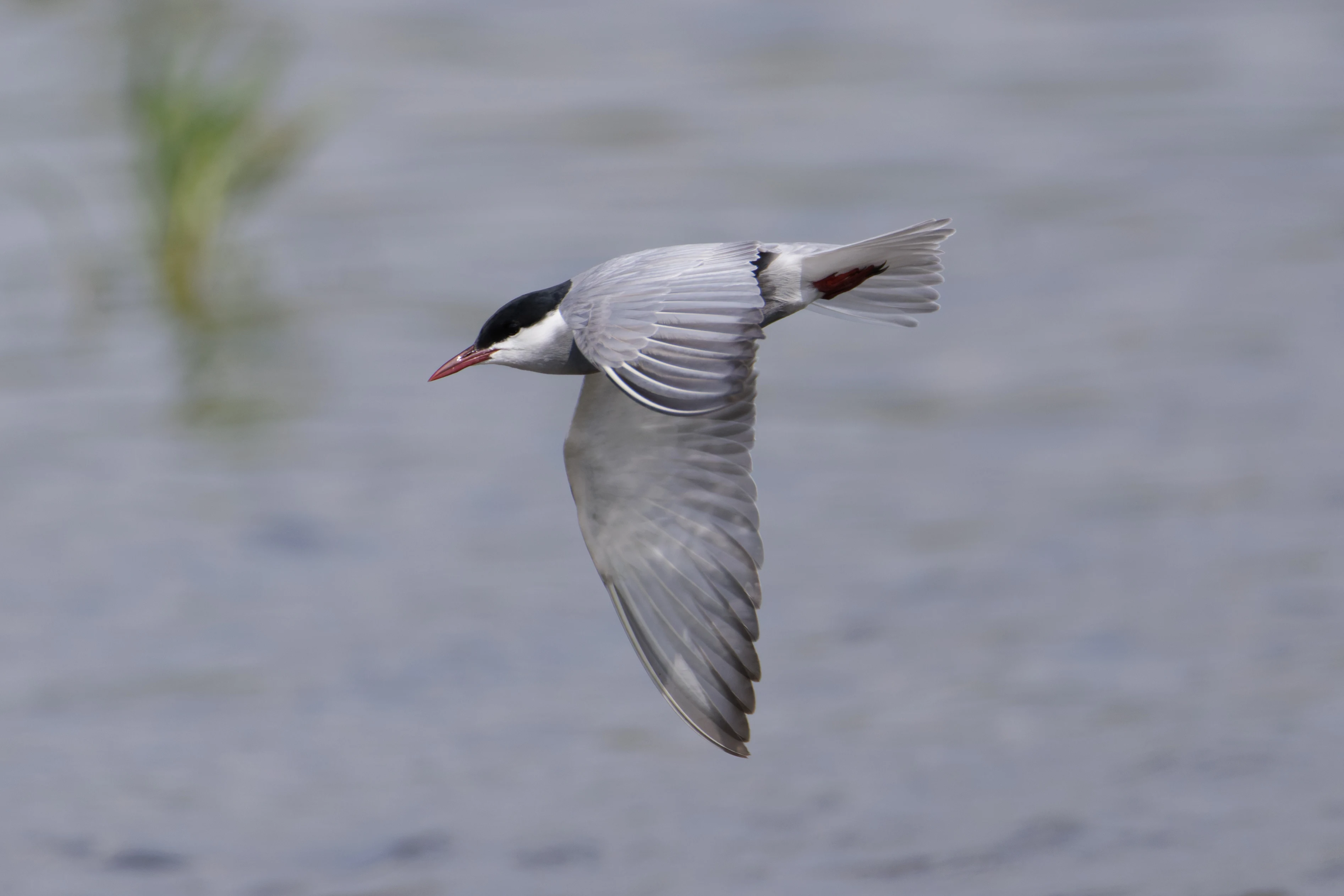 Whiskered Tern, Romania — photo by Orlando Prugel-Bennett